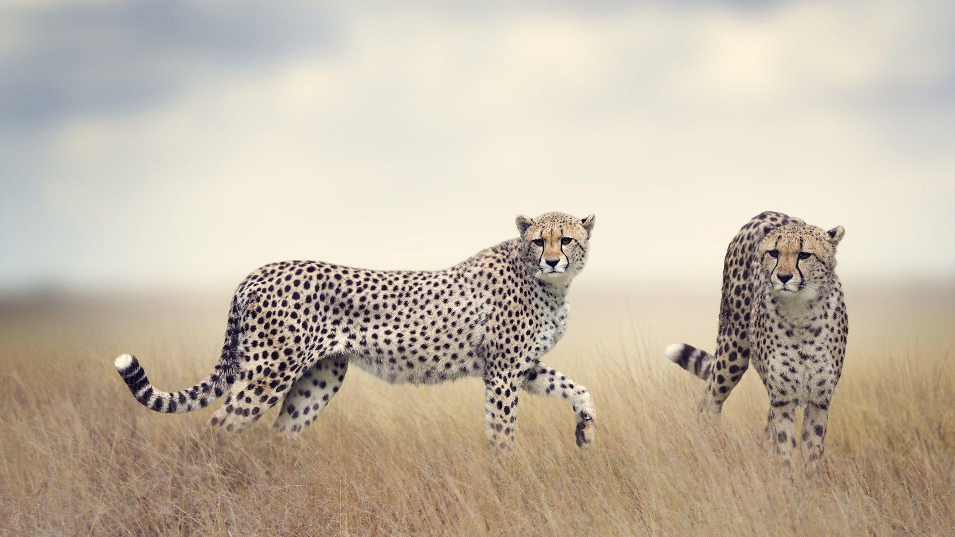 1920x1080 Wallpaper Cheetah, Wildlife, HD, 5K, Animals