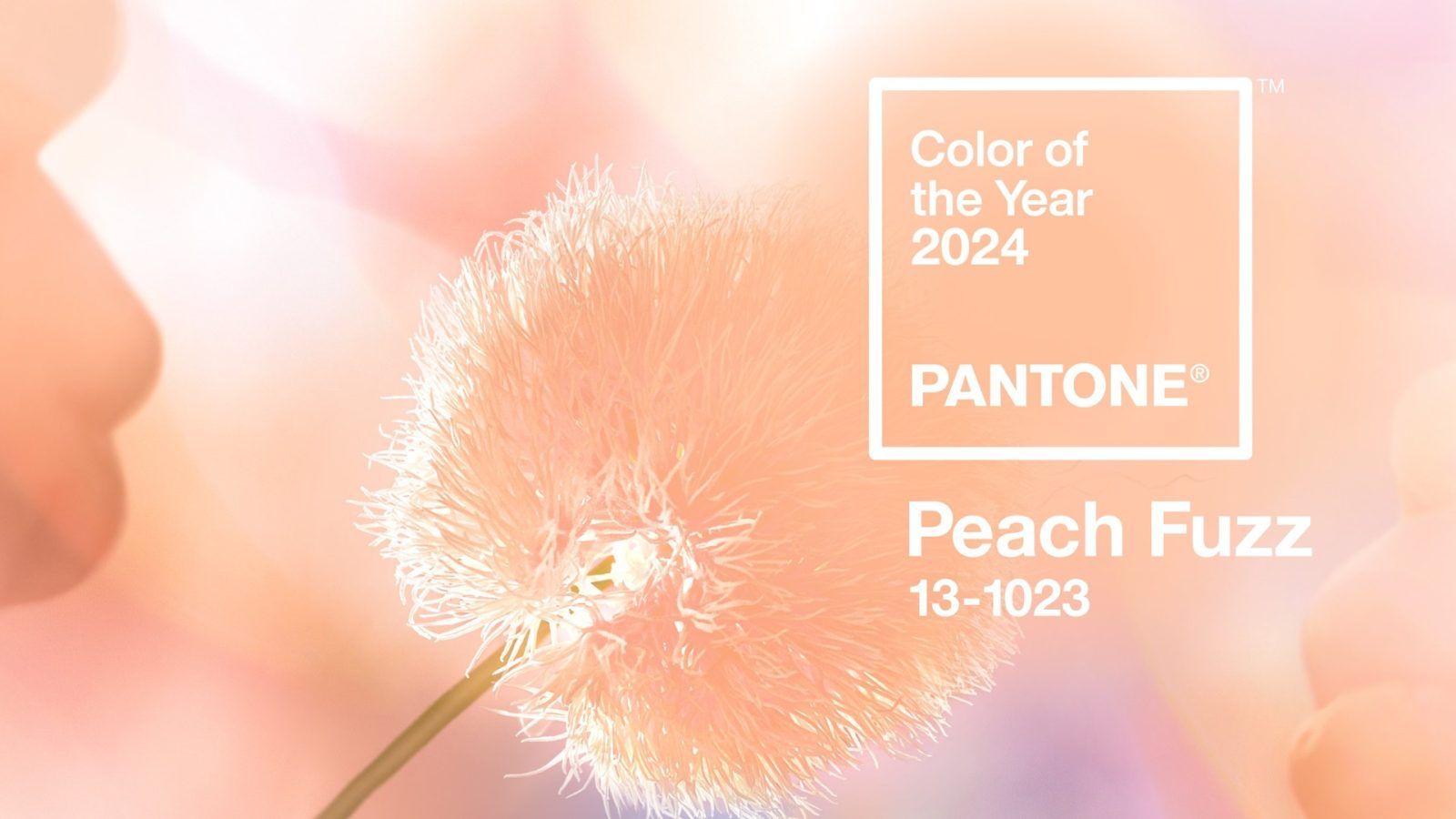 1600x900 Pantone picks Peach Fuzz as the 2024