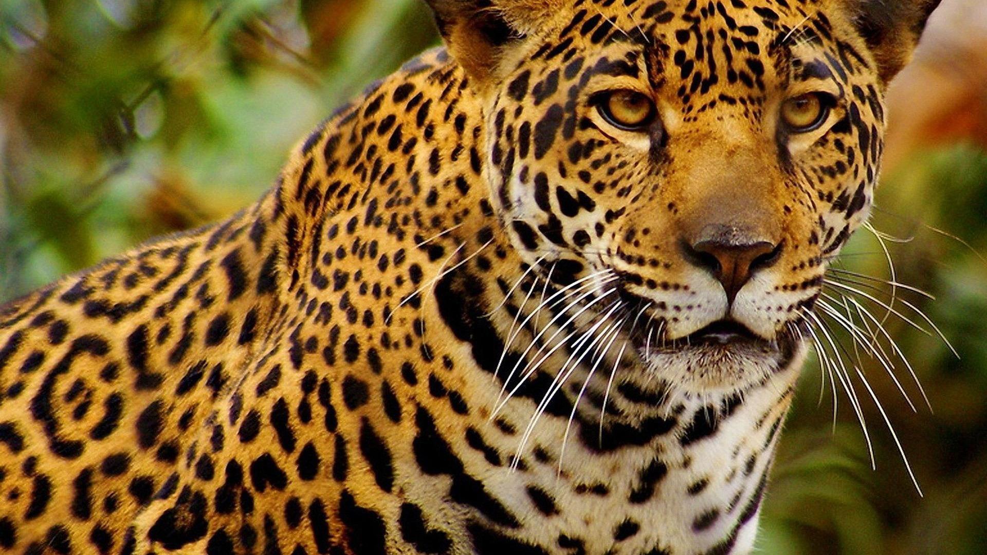 1920x1080 HD Cheetah Wallpaper