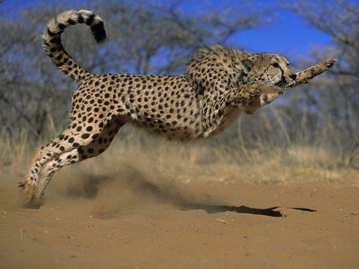 1200x900 Cheetahdesktophdwallpaper HD wallpaper, Cheetah