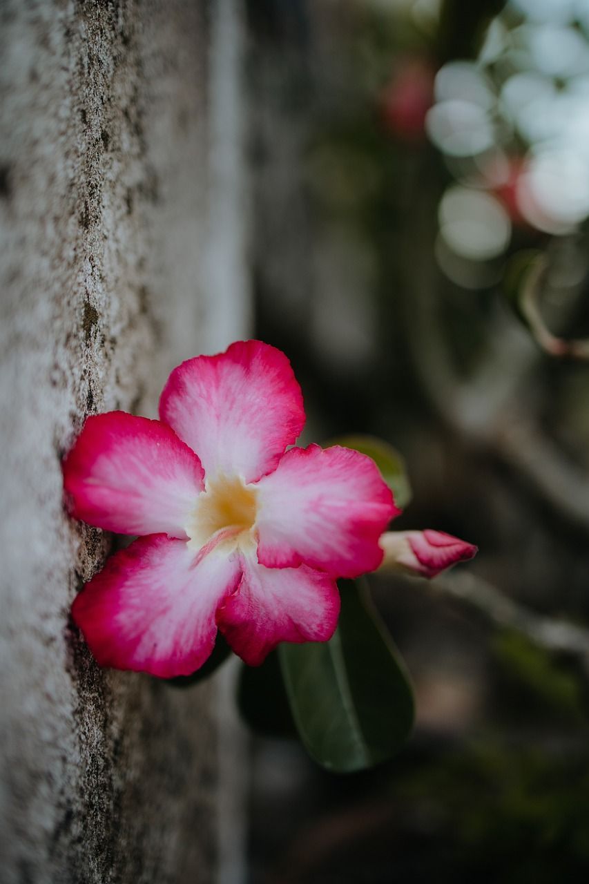 Desert Rose Wallpapers - Top Free Desert Rose Backgrounds - WallpaperAccess