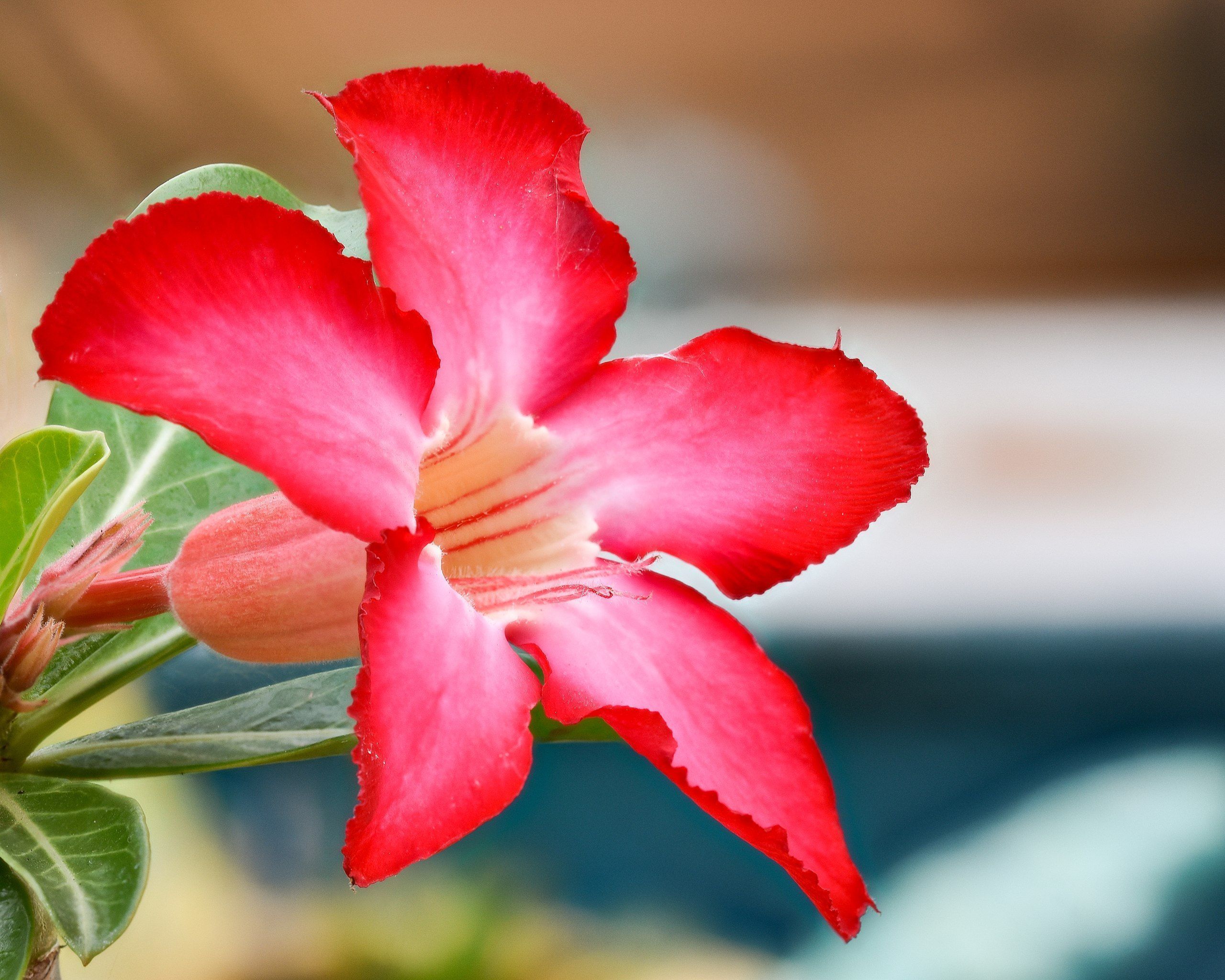 desert-rose-wallpapers-top-free-desert-rose-backgrounds-wallpaperaccess