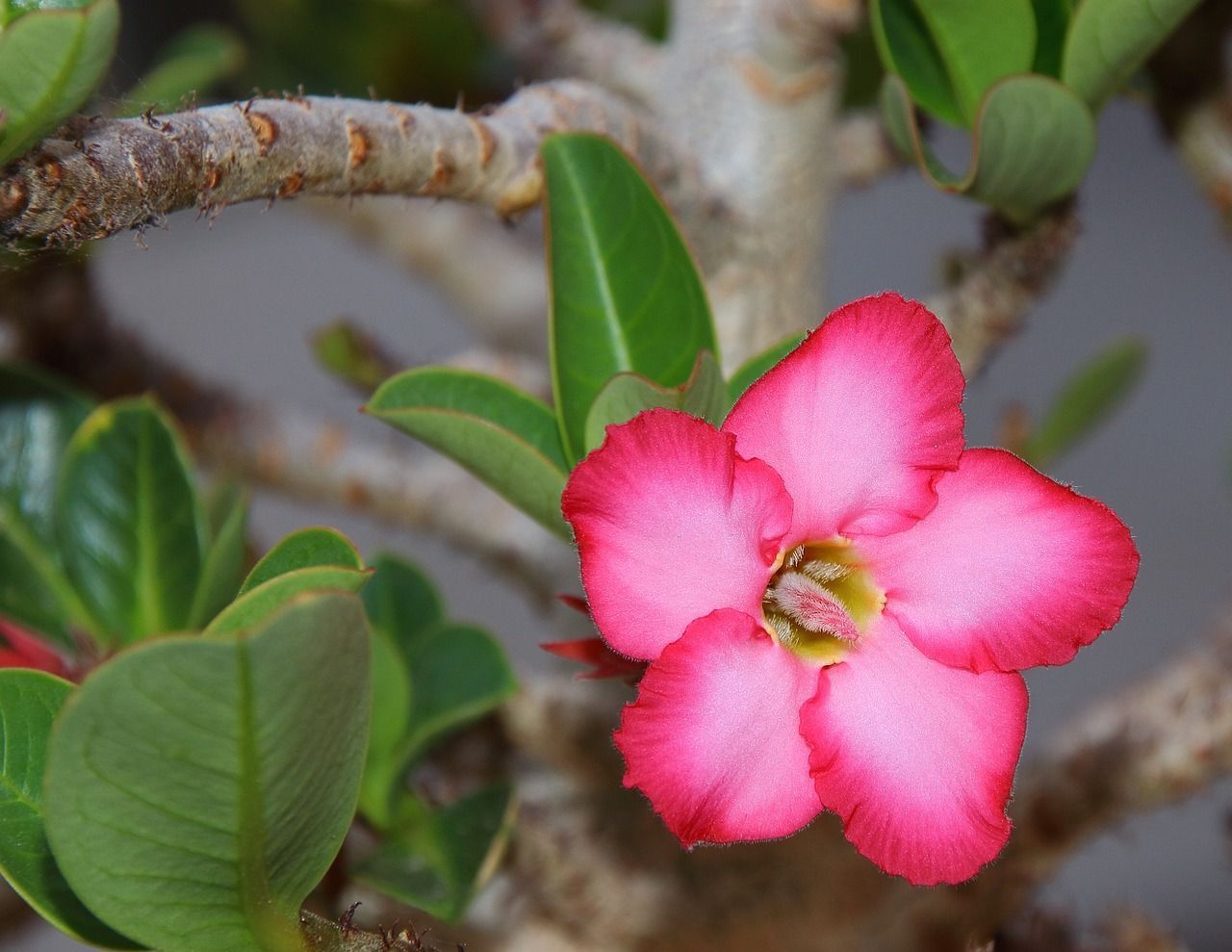1280x989 Adenium Desert Flower Eastern