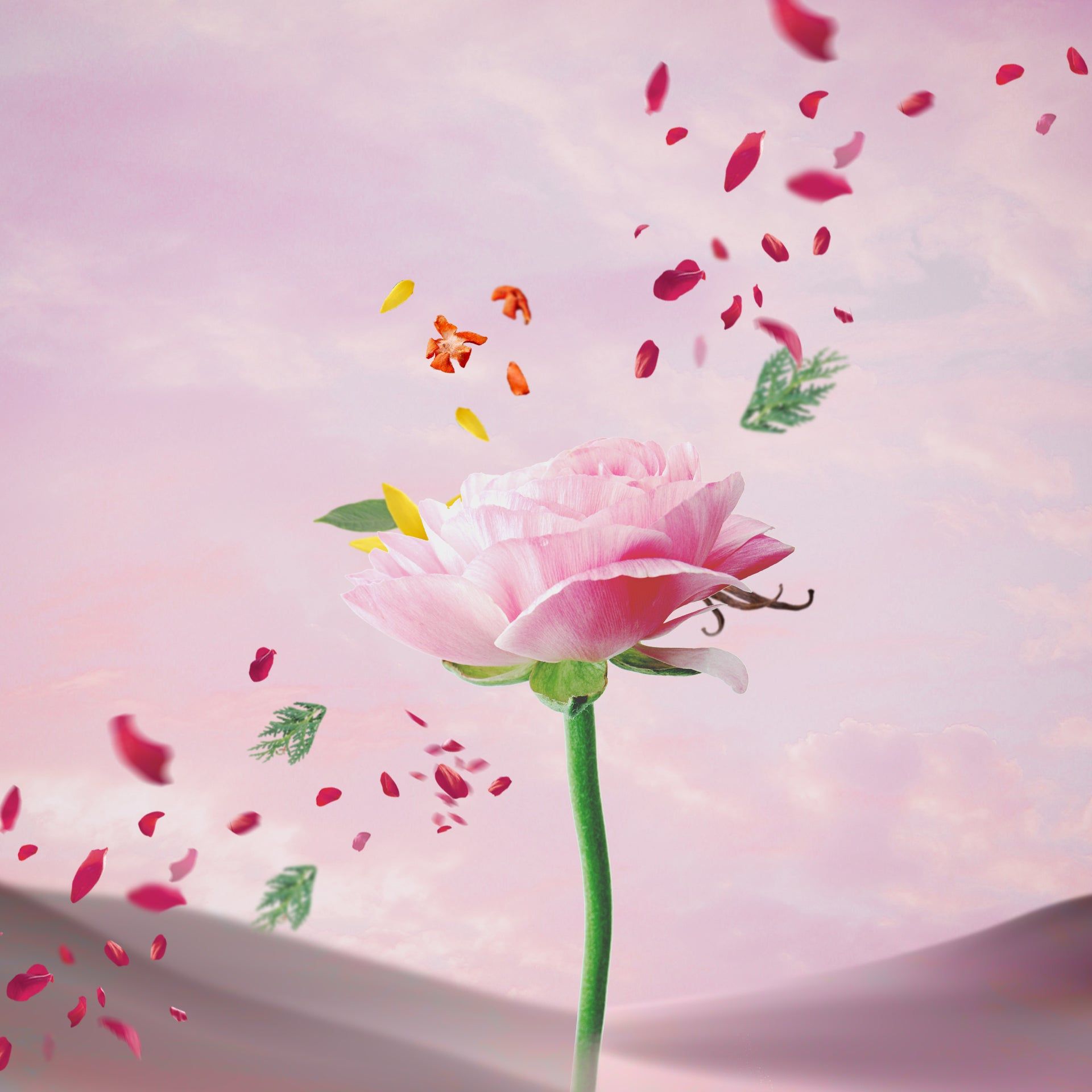 1920x1920 Desert Rose