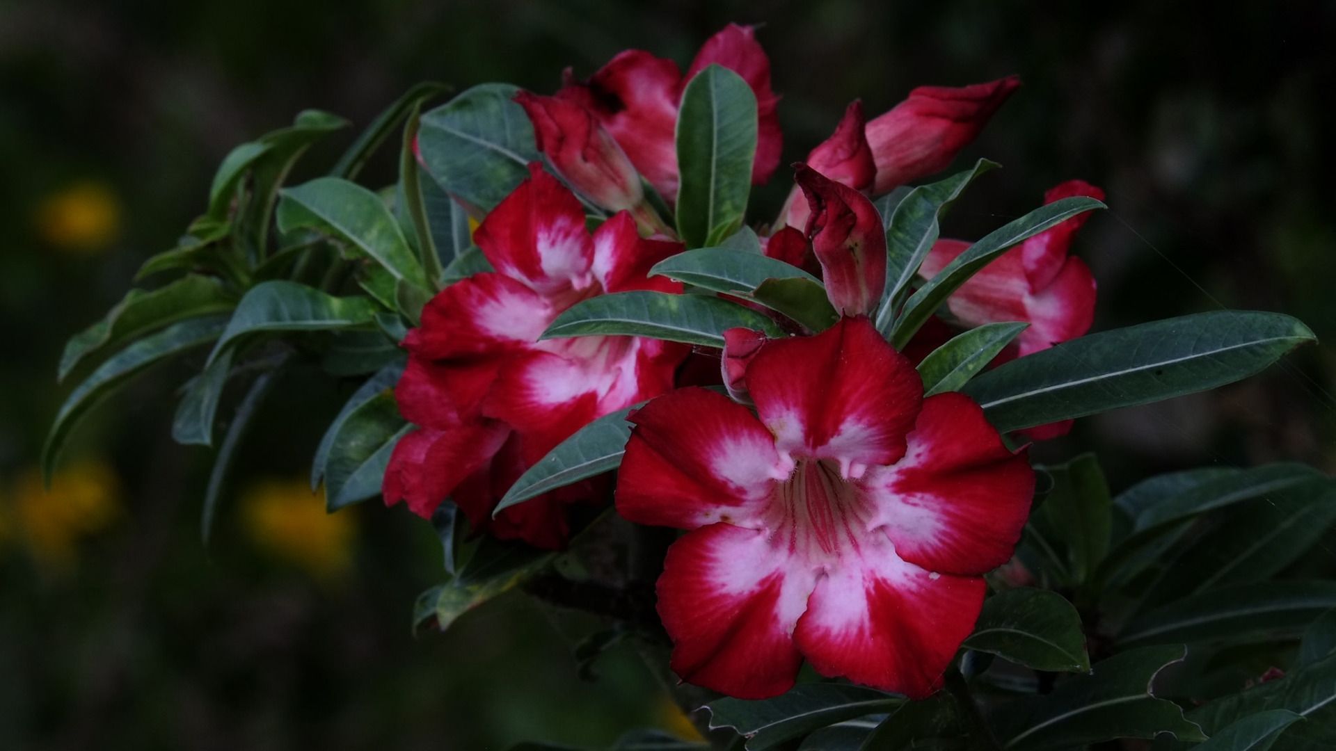 1920x1080 Download wallpaper flowers, pink