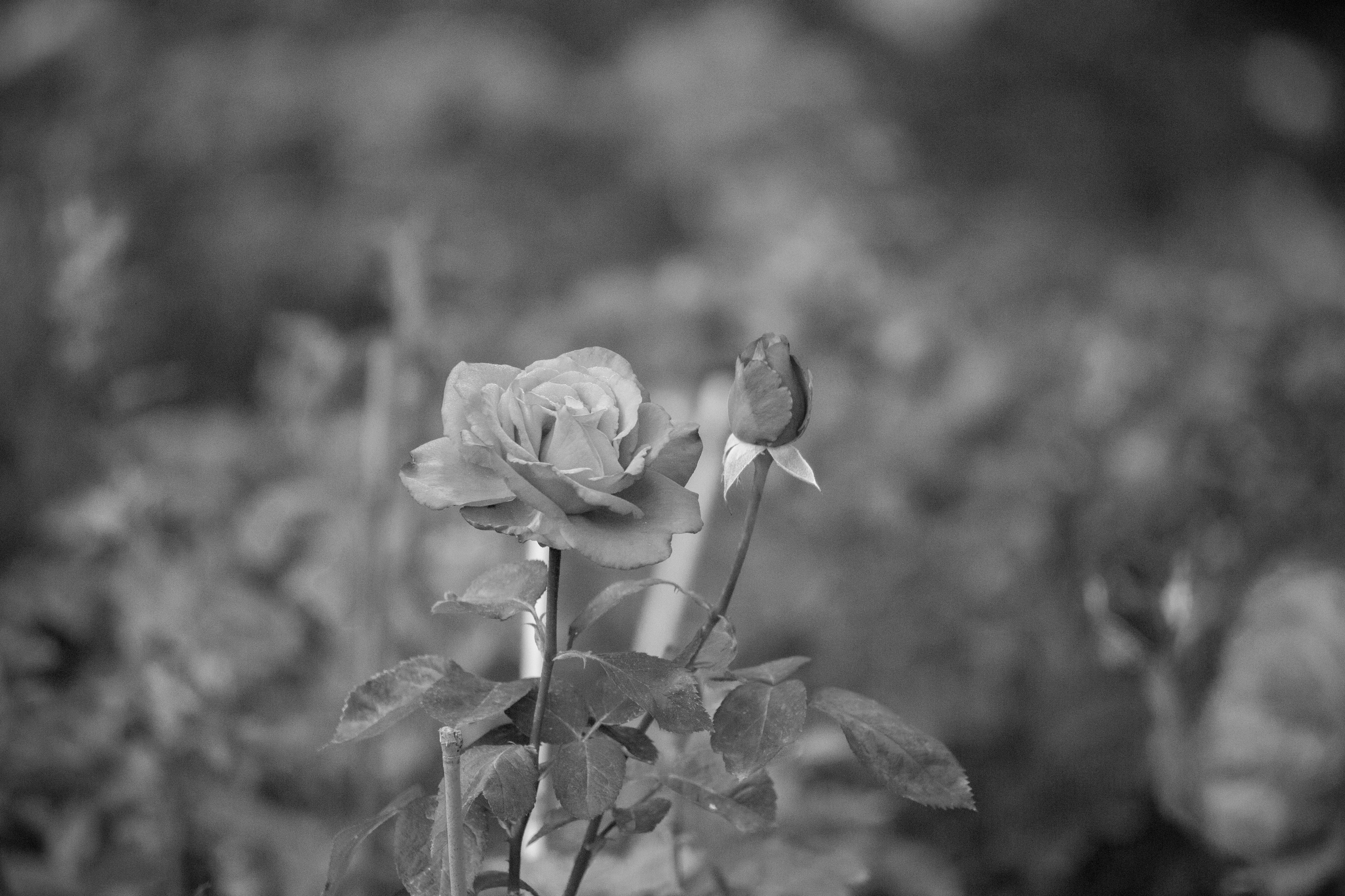 5472x3648 Low Contrast Photo, Download The BEST