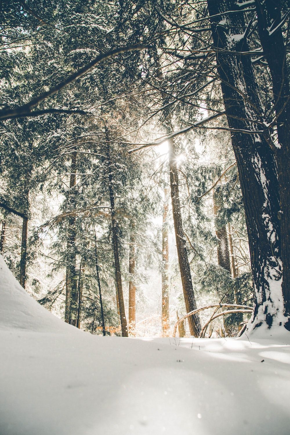 1000x1500 Winter Wallpaper: Free HD Download