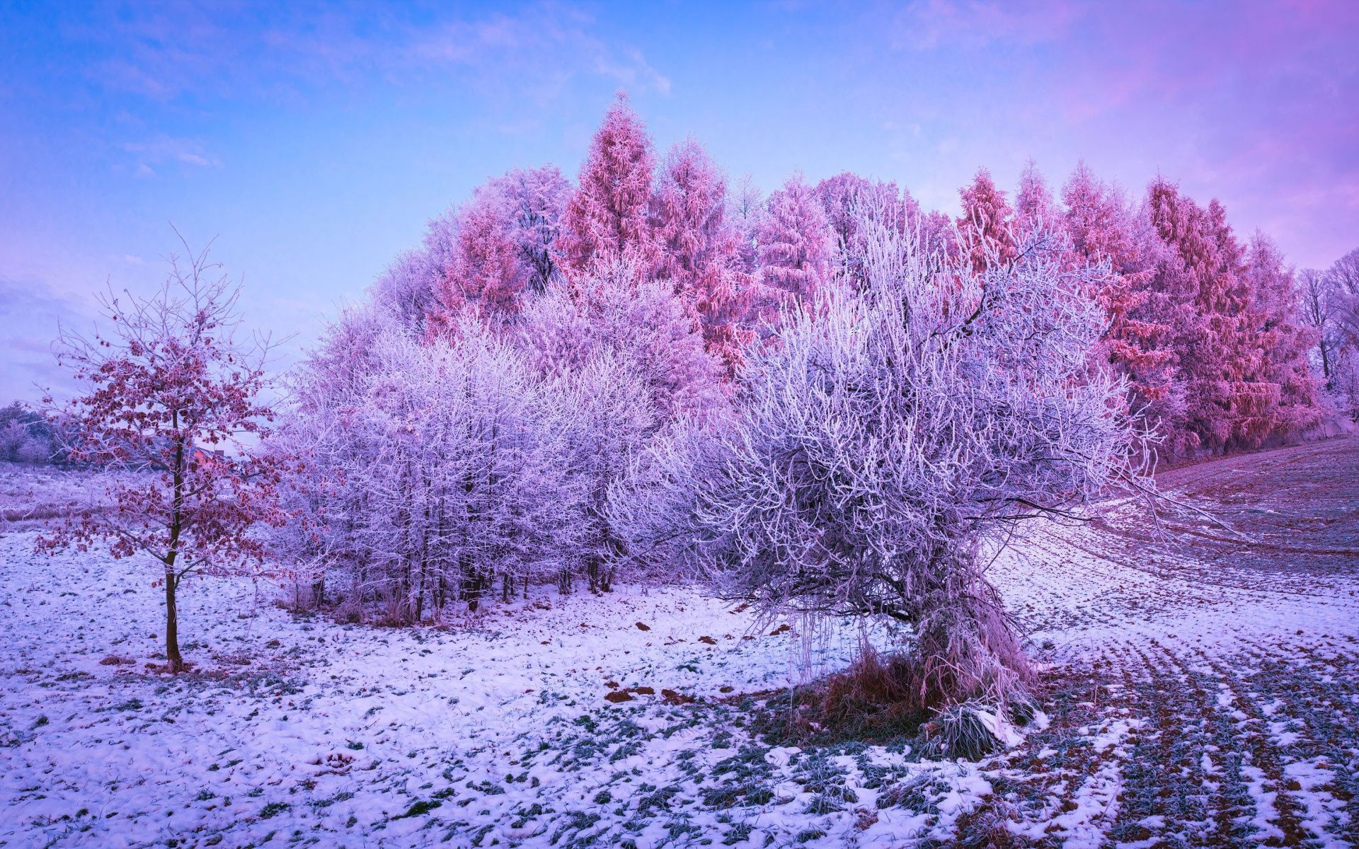 1920x1200 Winter forest Wallpaper 4K, Trees