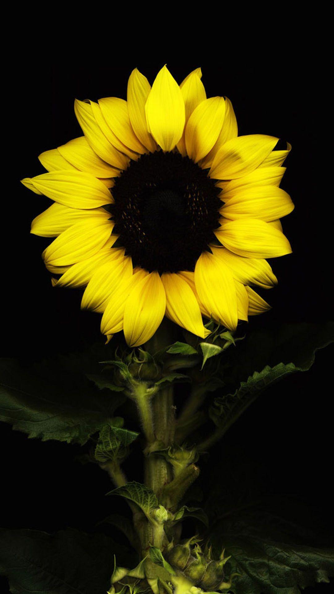 Black Sunflower Wallpapers Top Free Black Sunflower Backgrounds