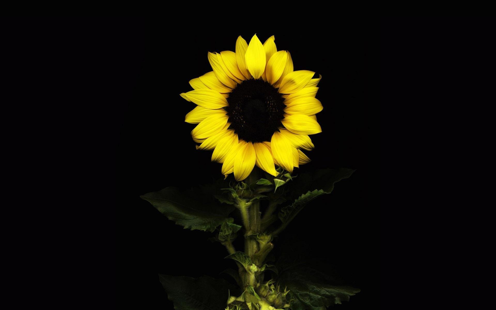 Black Sunflower Wallpapers - Top Free Black Sunflower Backgrounds