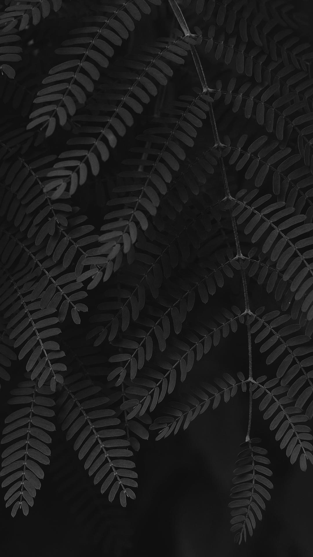 Black And White Palm Leaf Wallpaper