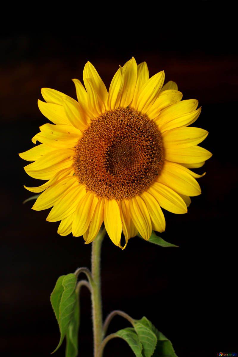 All Black Sunflower Wallpaper / Sunflowers Sunflower Yellow Flower ...