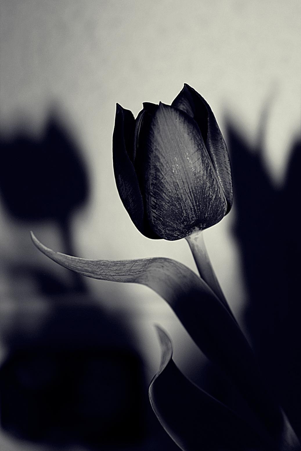 Black Tulip Wallpapers Top Free Black Tulip Backgrounds WallpaperAccess