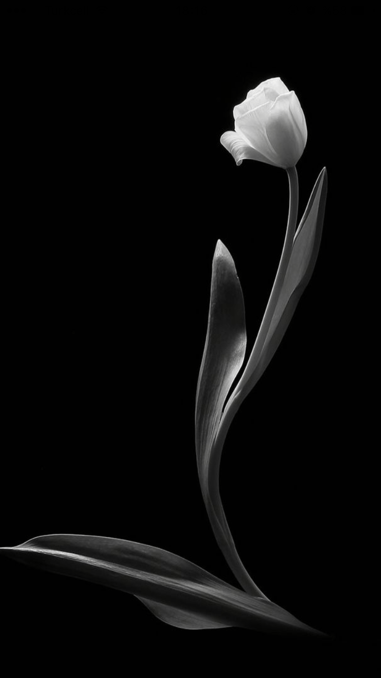 Black Tulip Wallpapers - Top Free Black Tulip Backgrounds - WallpaperAccess