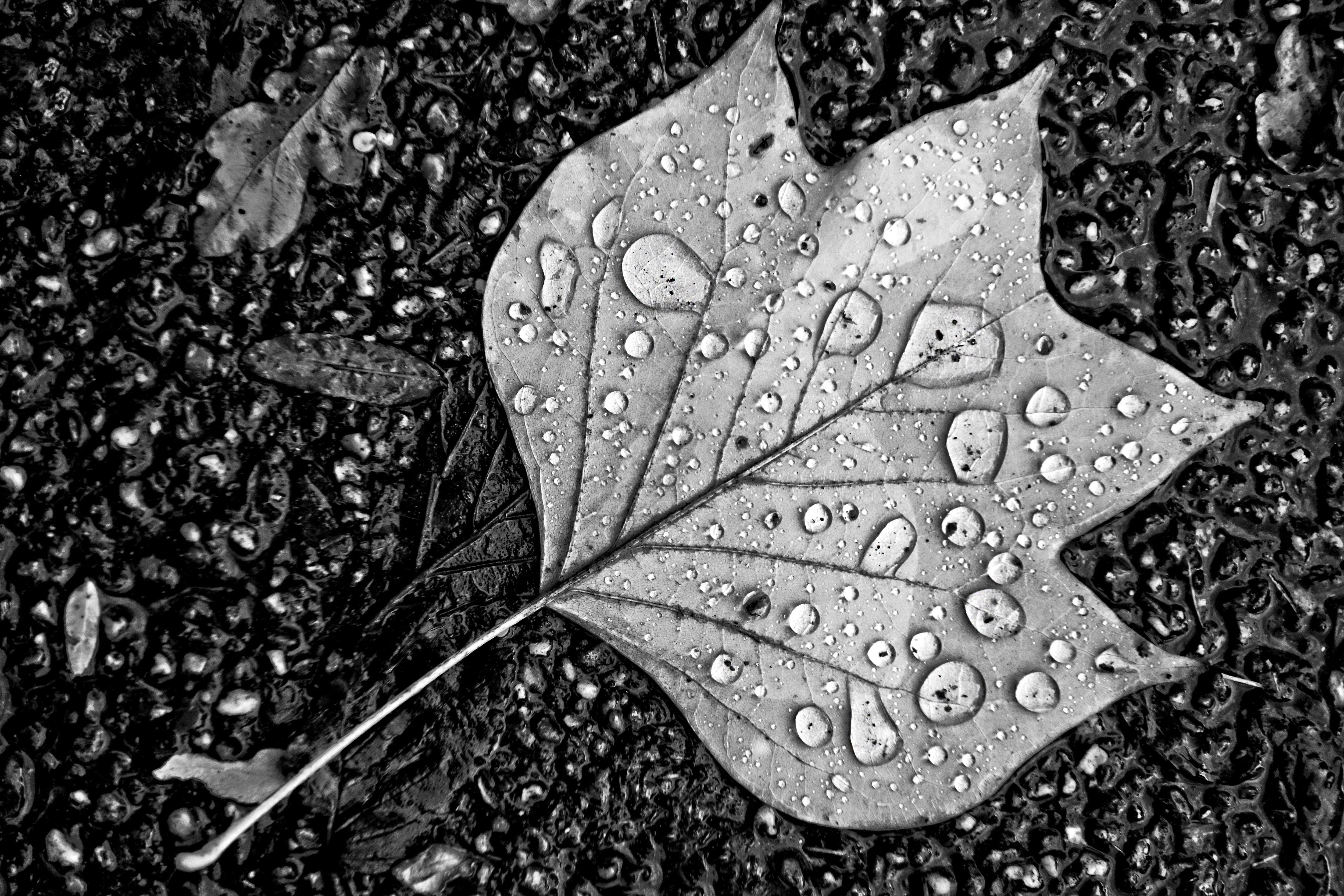 Black Leaf Wallpapers Top Free Black Leaf Backgrounds WallpaperAccess