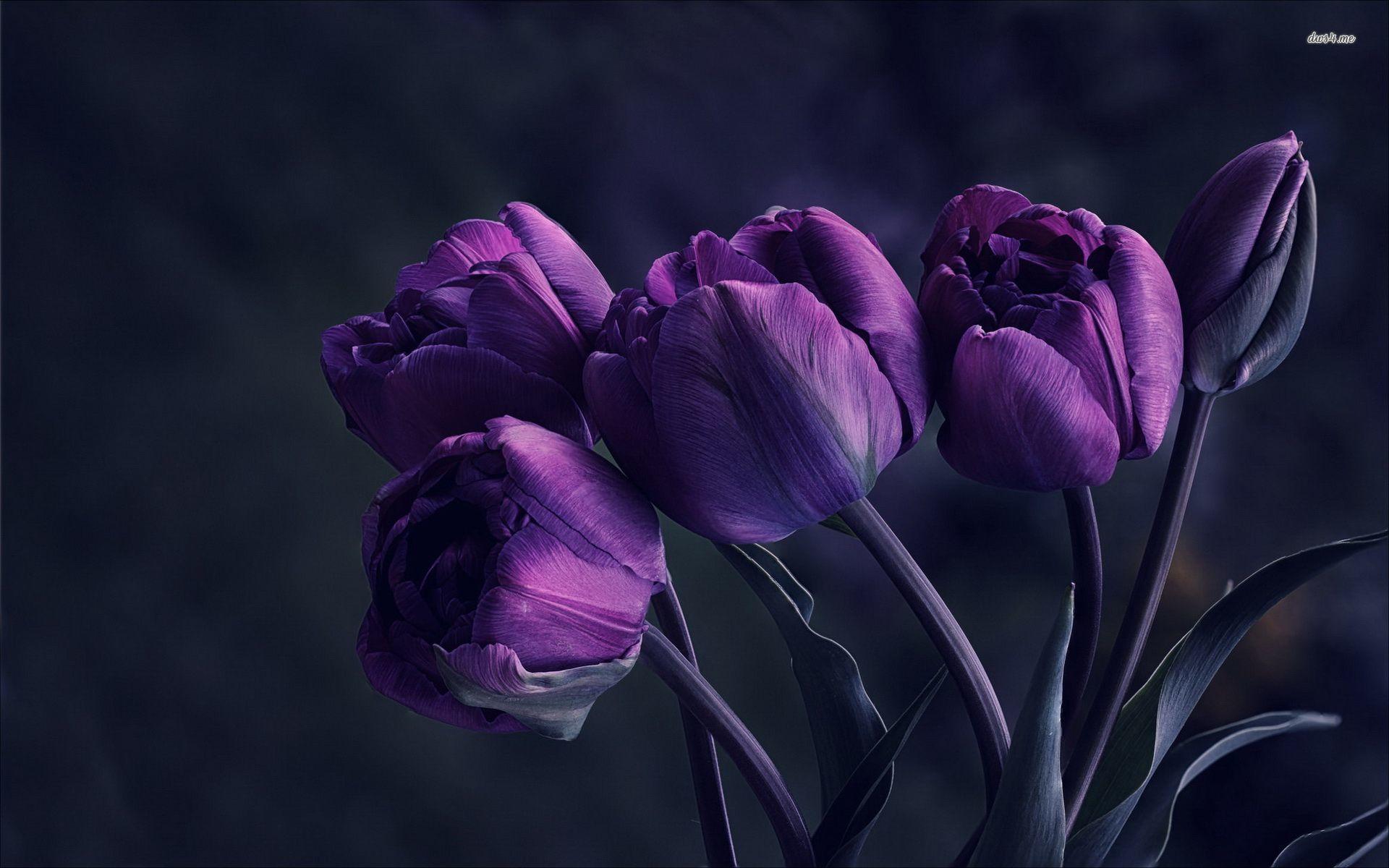 Purple Tulip Flower Wallpaper Purple Tulip Flower Wallpaper