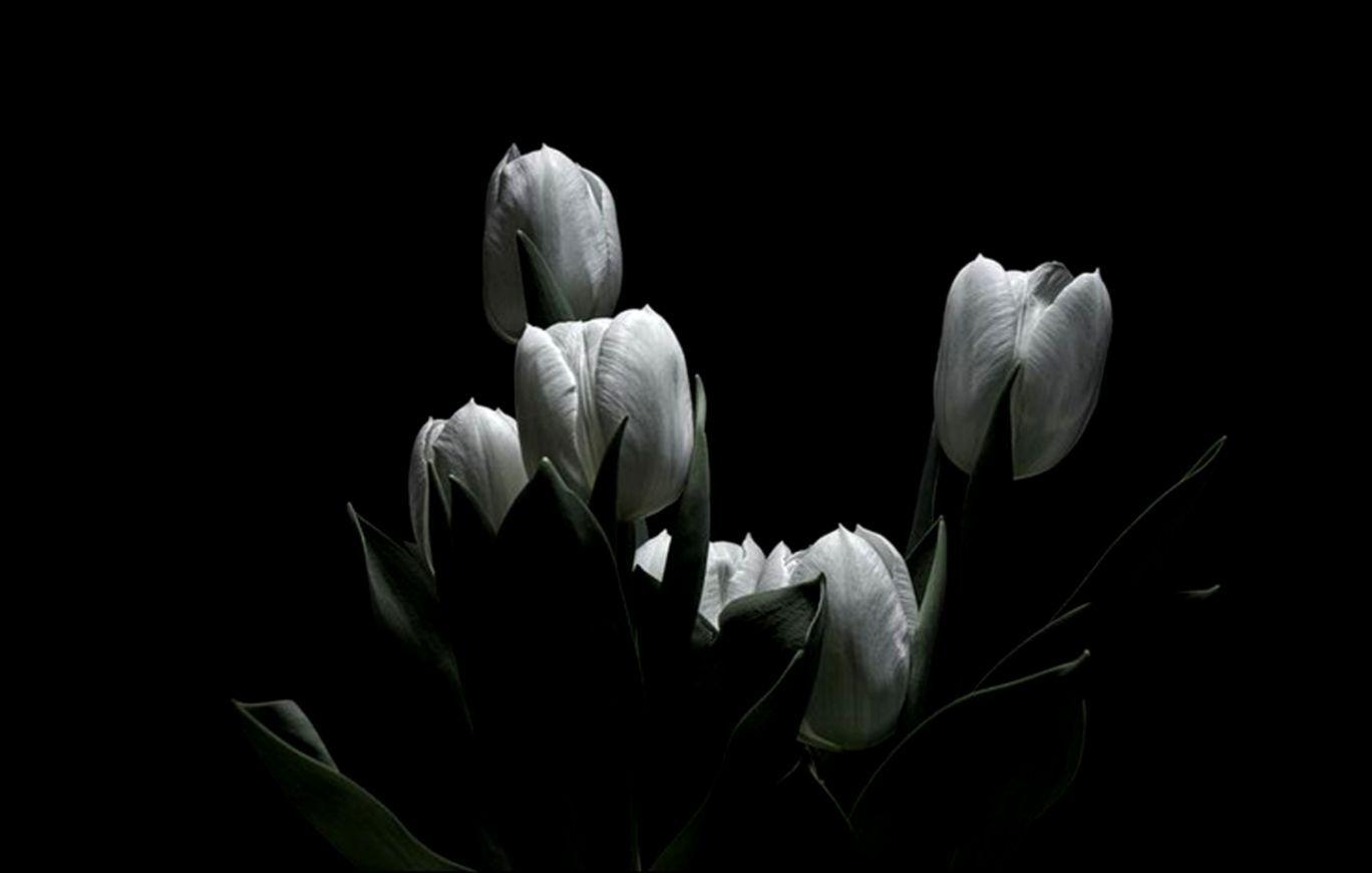 Arriba 84+ imagen tulips on black background - Thcshoanghoatham-badinh ...
