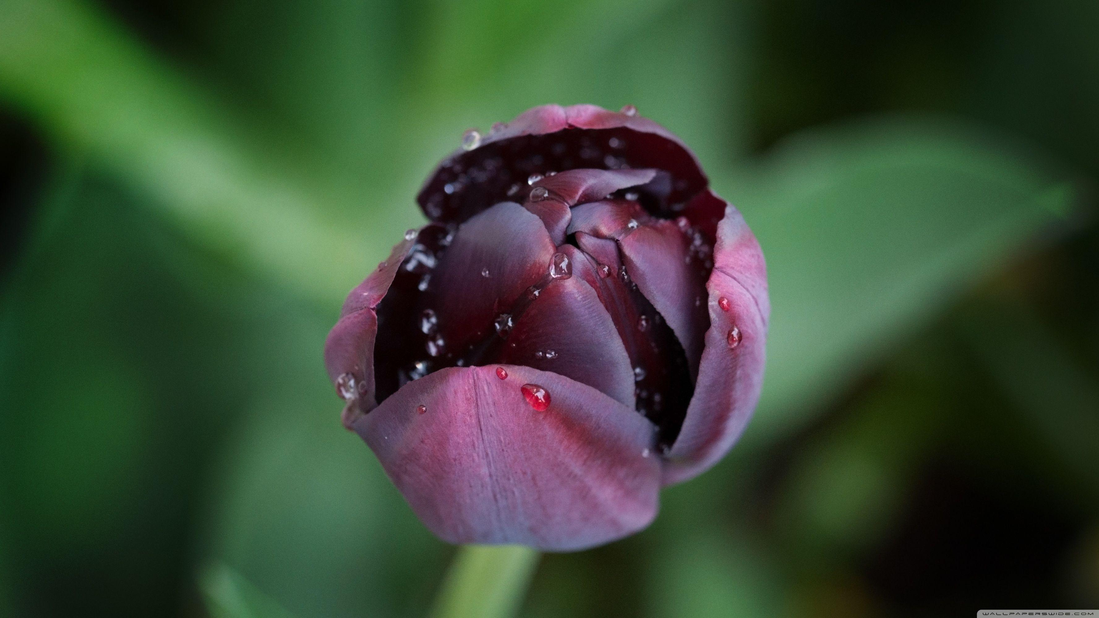 3554x1999 Black Tulip ❤ 4K HD Desktop Wallpaper for 4K Ultra HD TV