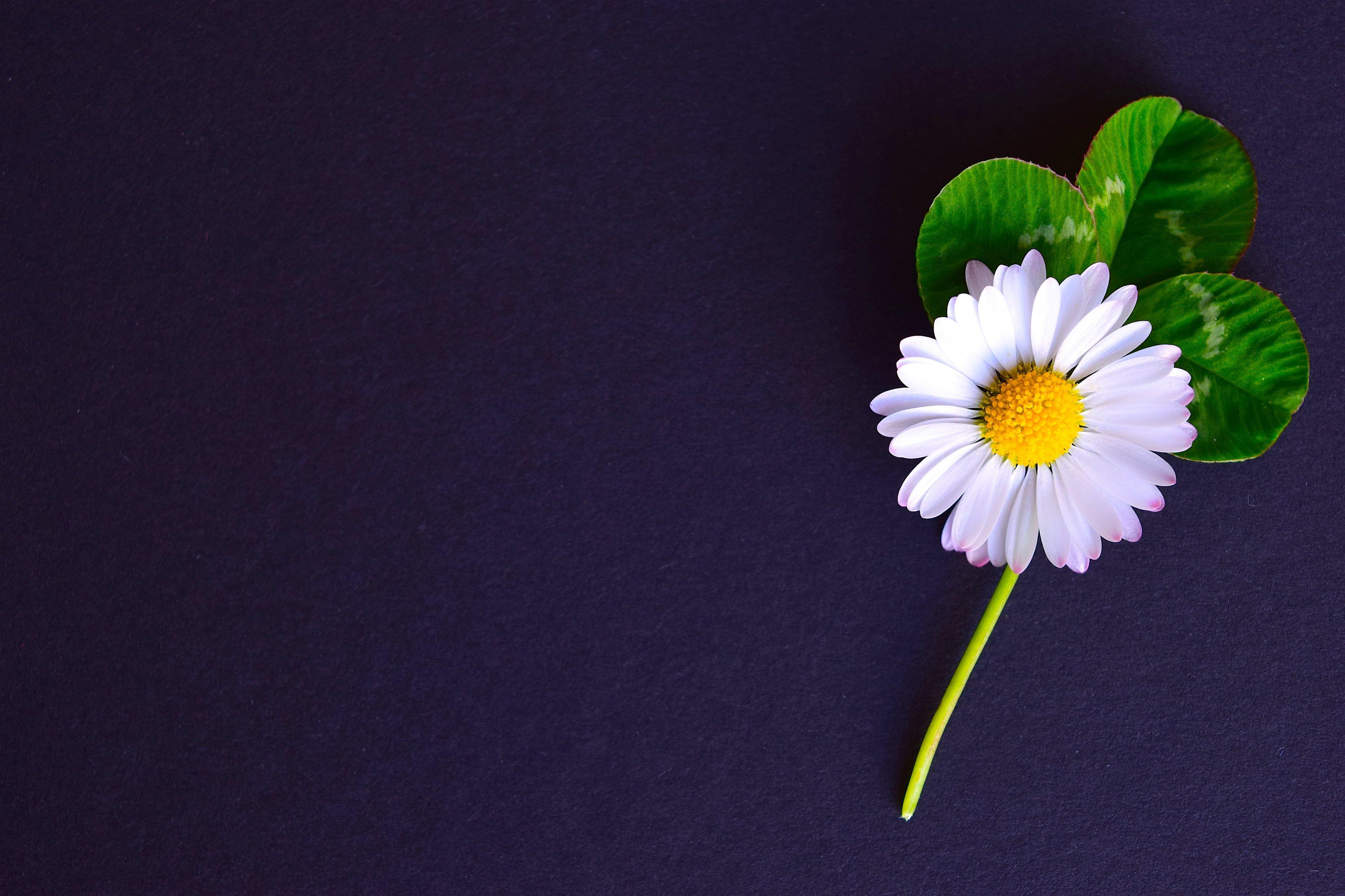 3500x2333 Black background photography of white sunflower HD wallpaper