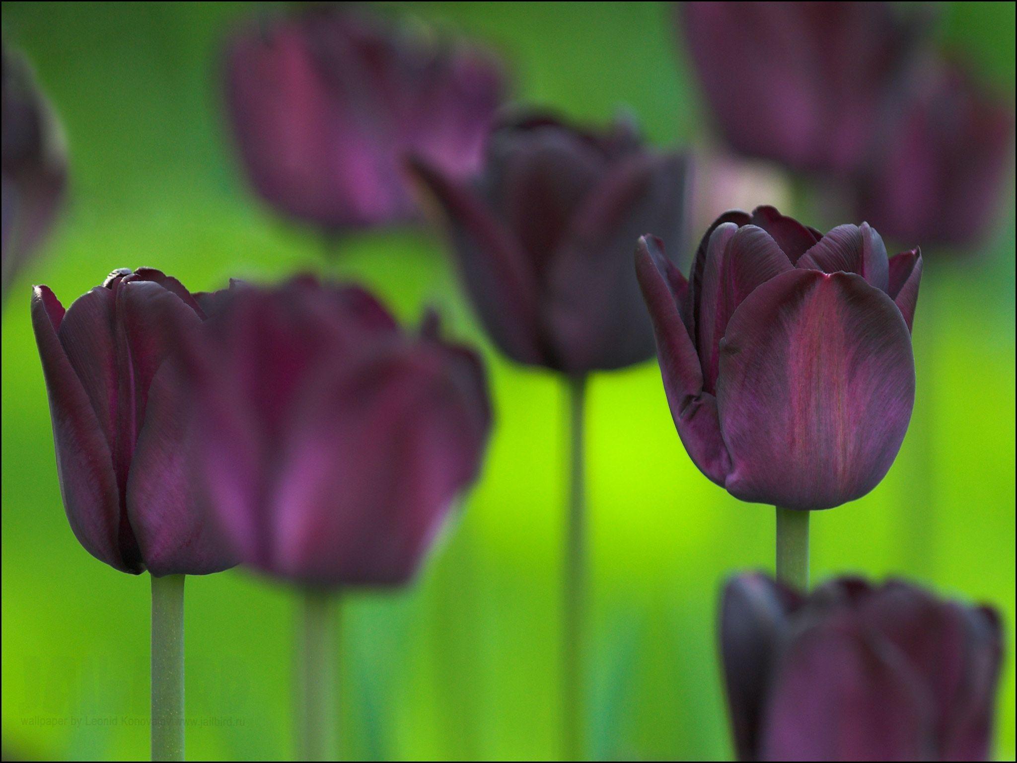 Black Tulip Wallpapers - Top Free Black Tulip Backgrounds - WallpaperAccess