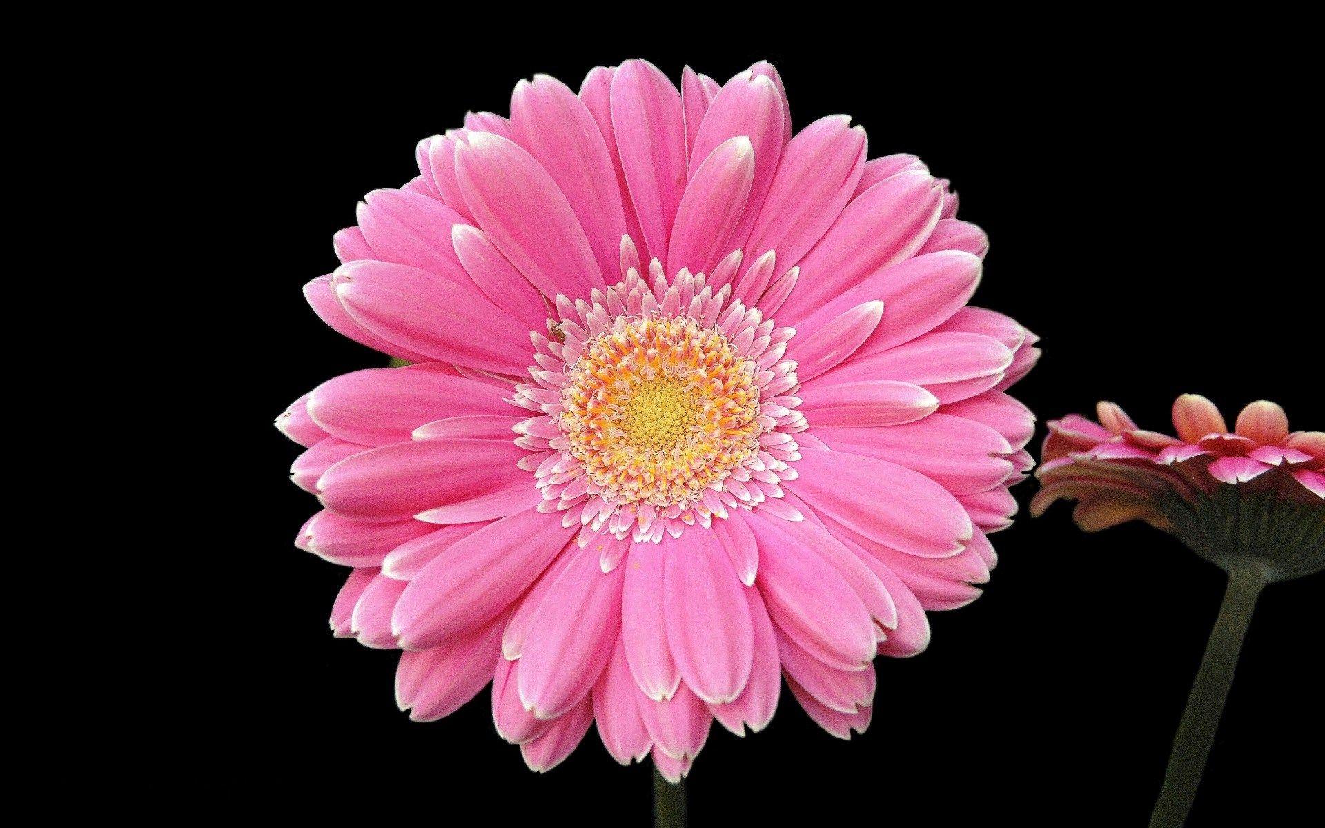 1920x1200 Pink sunflower on black wonderful wide wallpaper HD