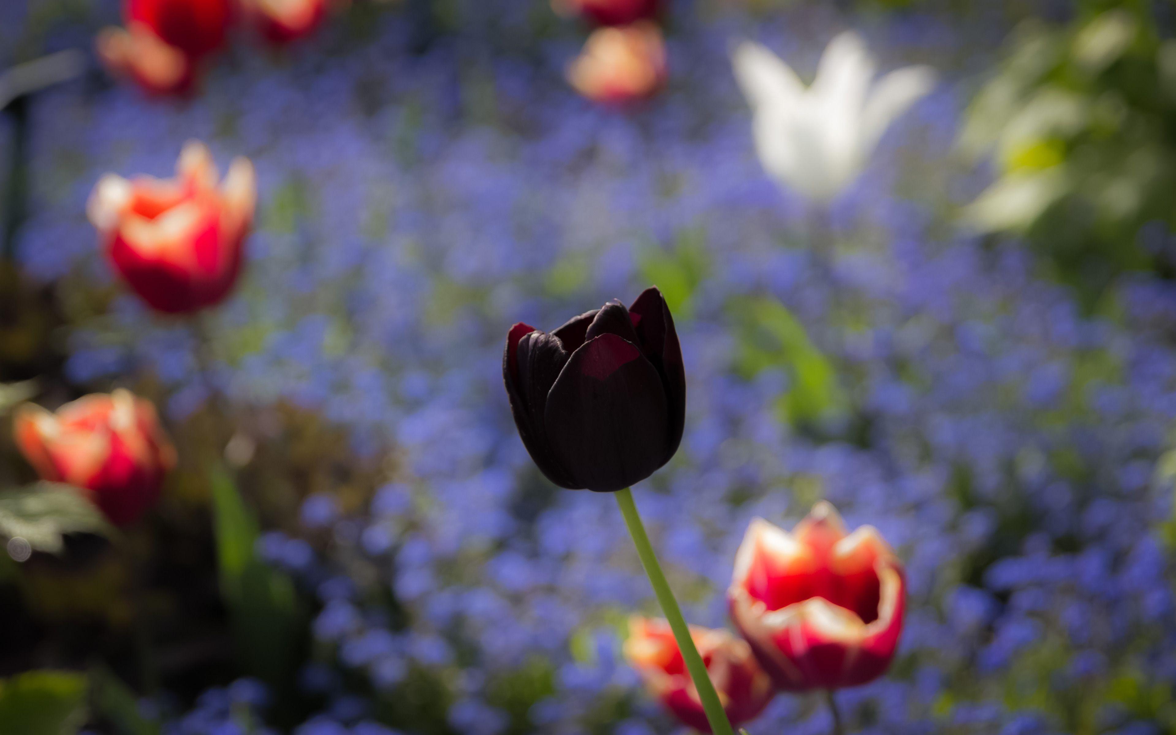 Black Tulip Wallpapers - Top Free Black Tulip Backgrounds - WallpaperAccess
