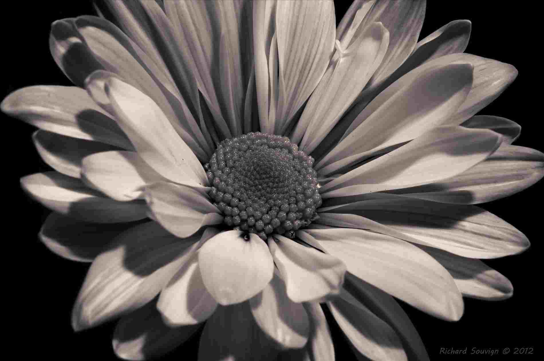 1900x1261 Flower Black And White Sunflower Background Hd Wallpaper