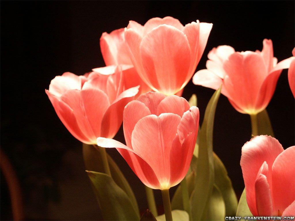 1024x768 Fabulous Black Tulip Flower Desktop Wallpaper te Tulip