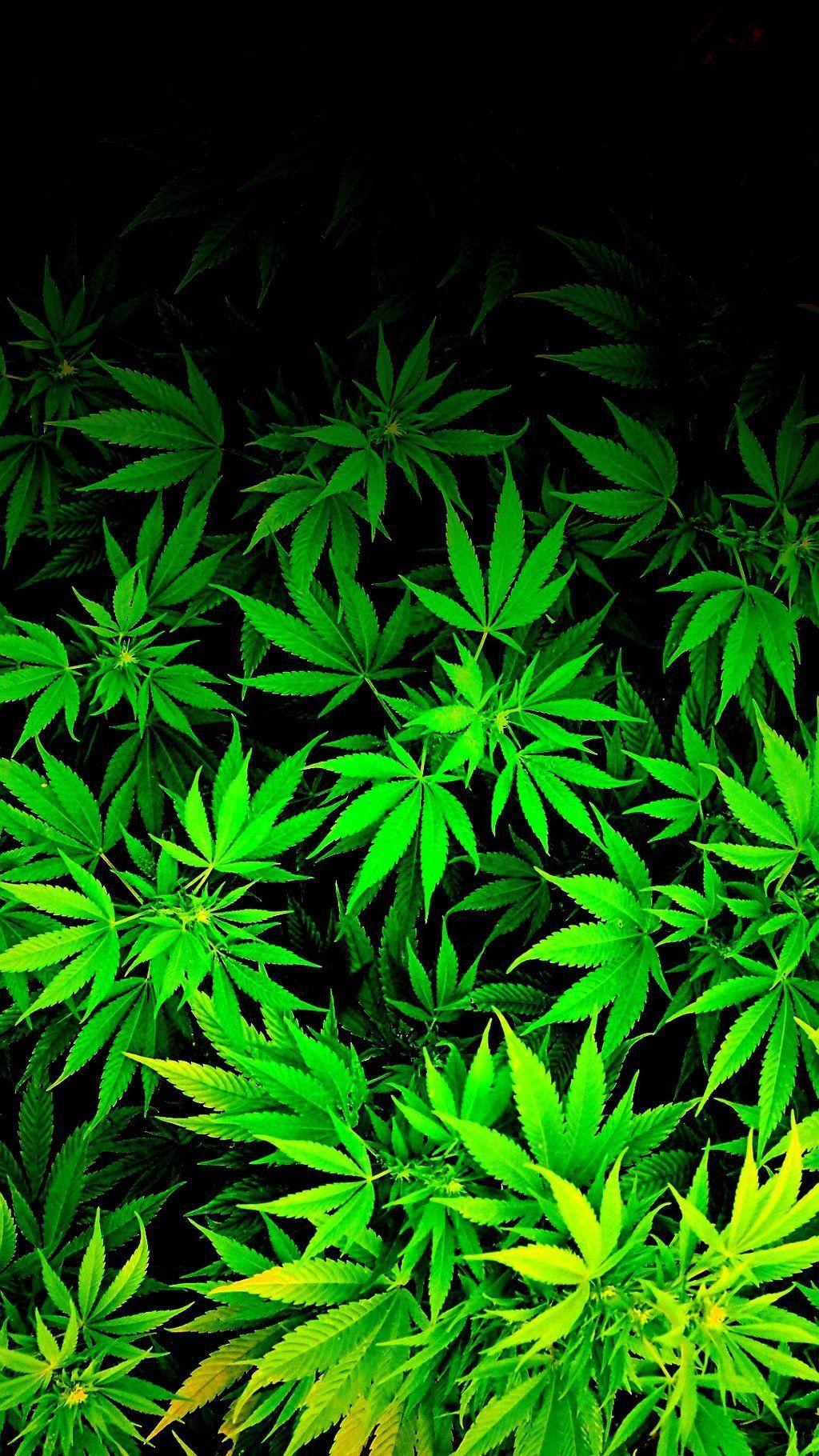 stoner wallpaper weed