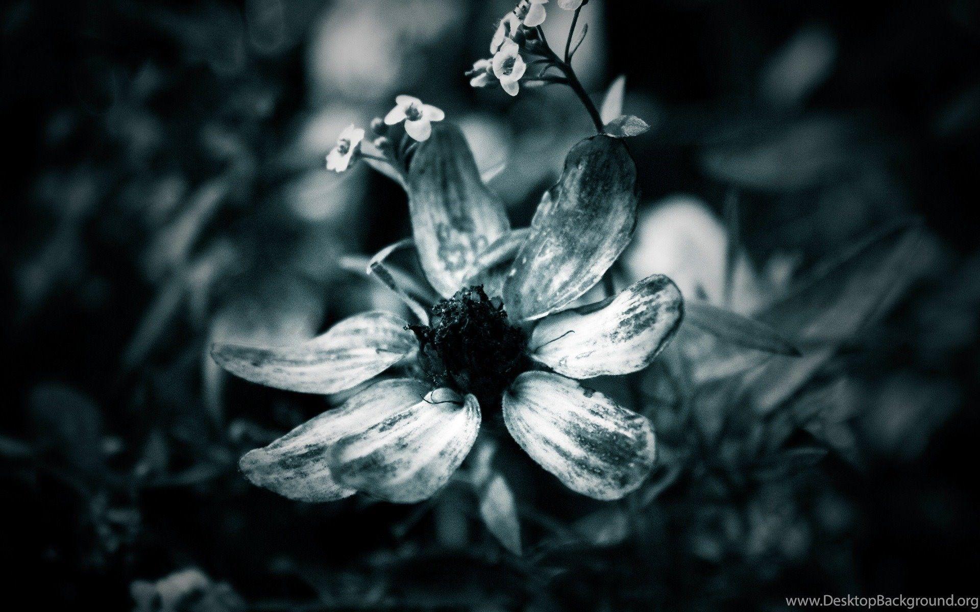 1920x1200 Black And White Sunflower Photography Wallpaper Wallpaper