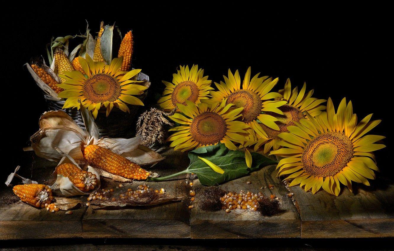 1332x850 Wallpaper leaves, sunflowers, flowers, Board, food, corn