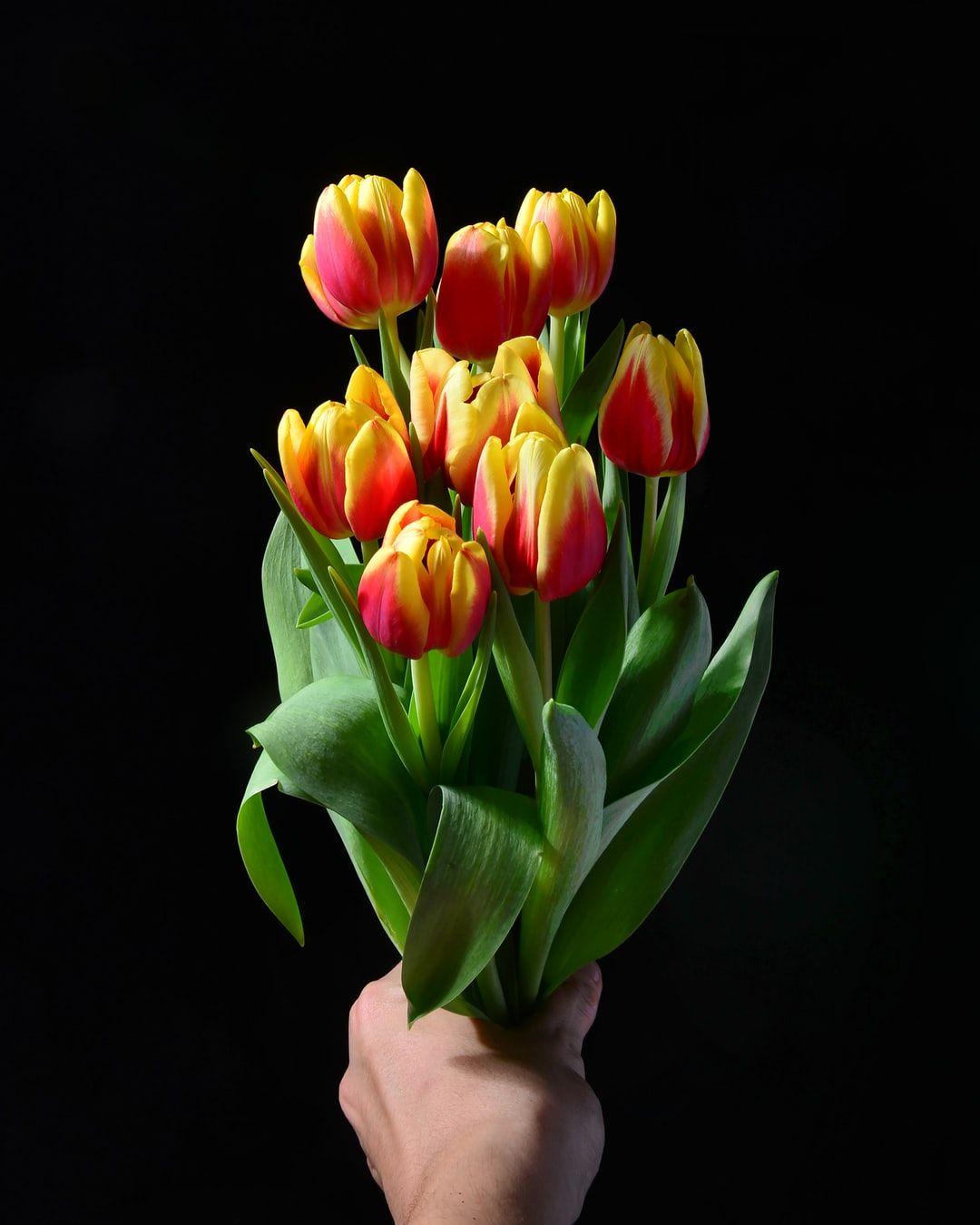 1080x1350 Tulip Picture [HD]. Download Free Image