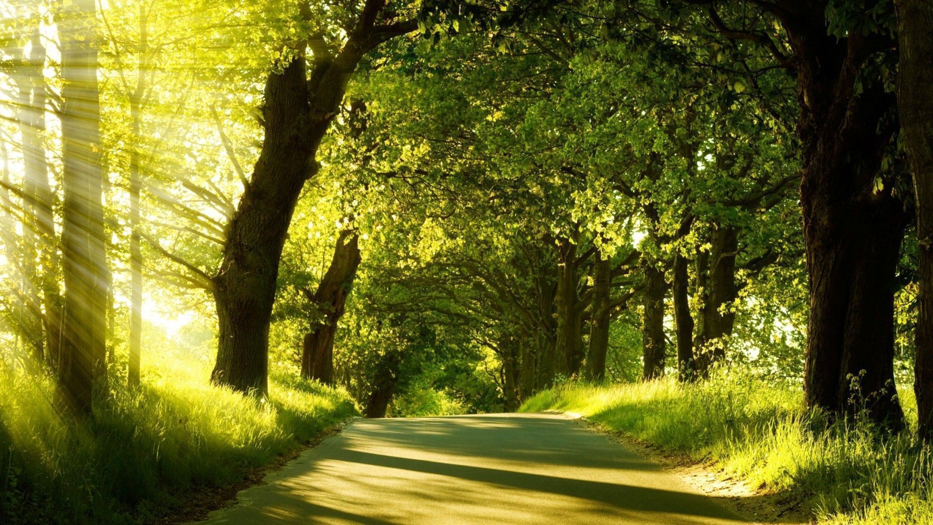 1920x1080 Nature Green Highway Landscapes Trees
