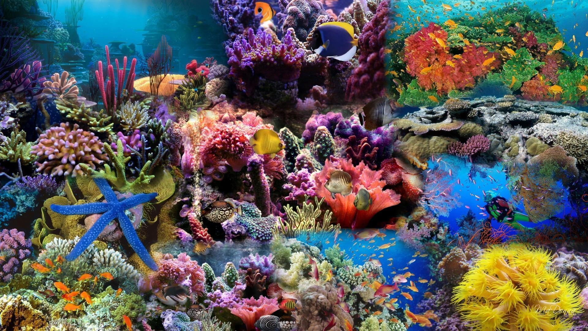 coral wallpaper