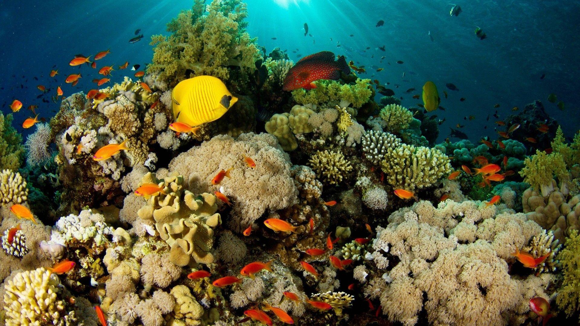 1920x1080 Coral Reef