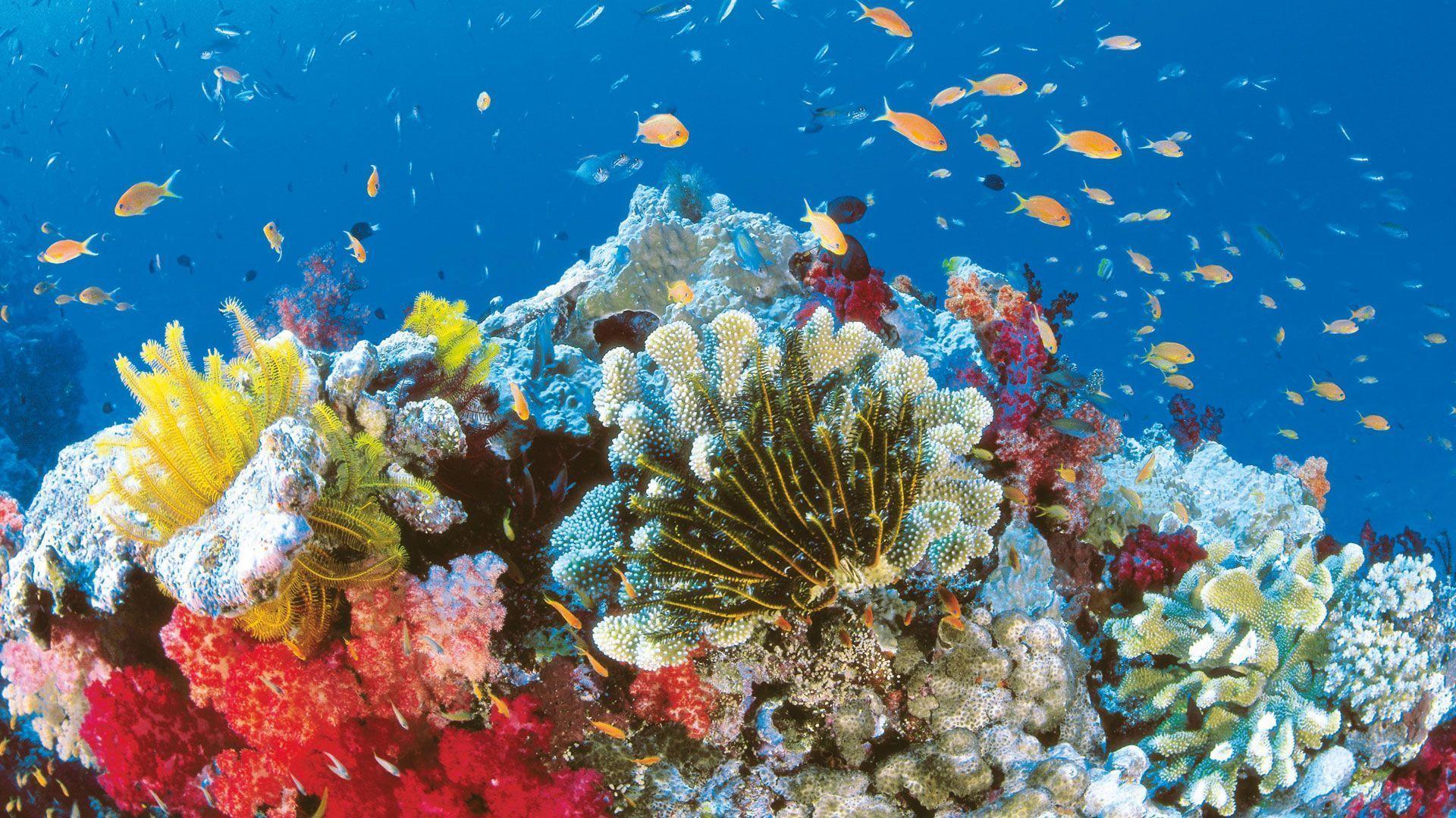 1920x1080 Great Barrier Reef Wallpaper