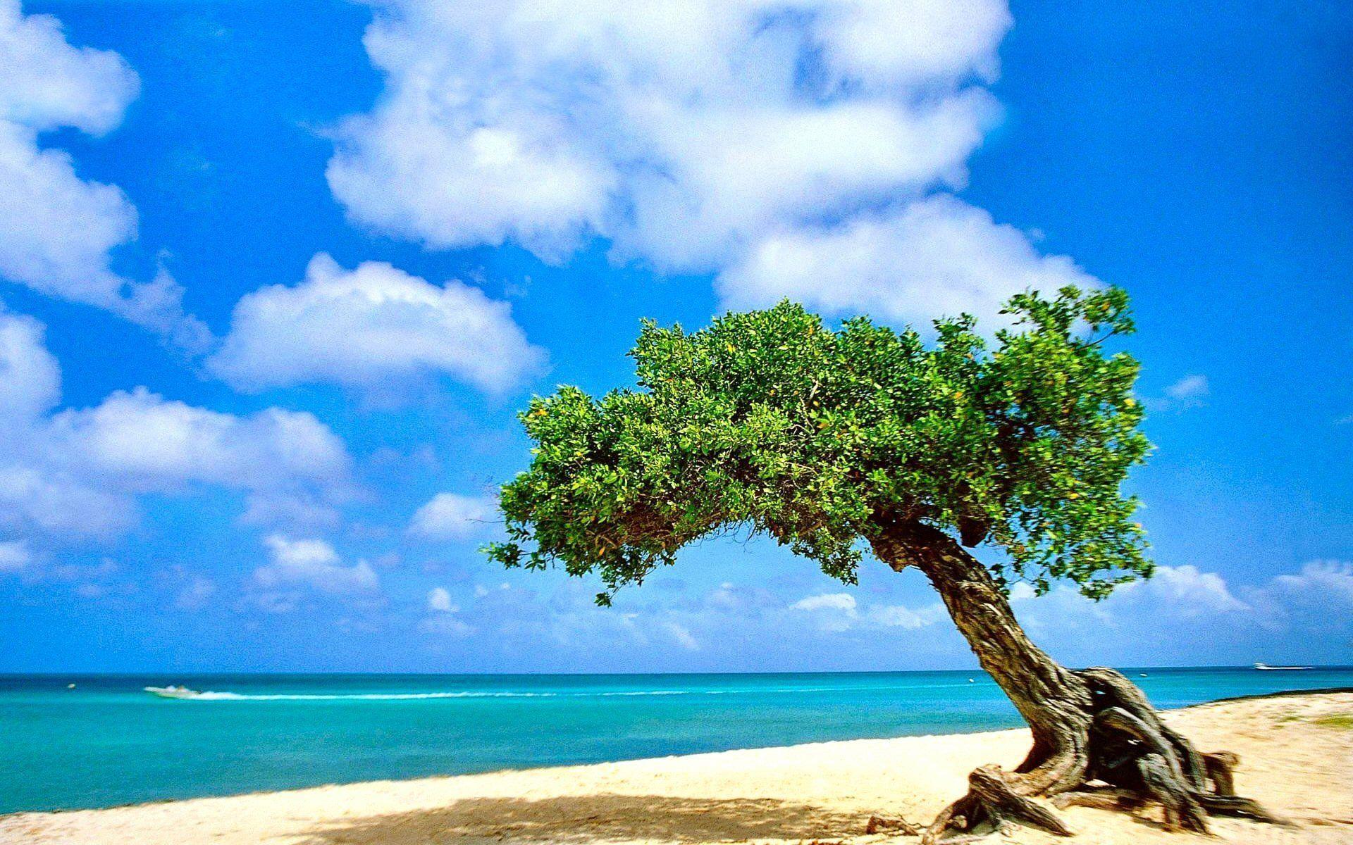 Aruba Wallpapers - Top Free Aruba Backgrounds - WallpaperAccess