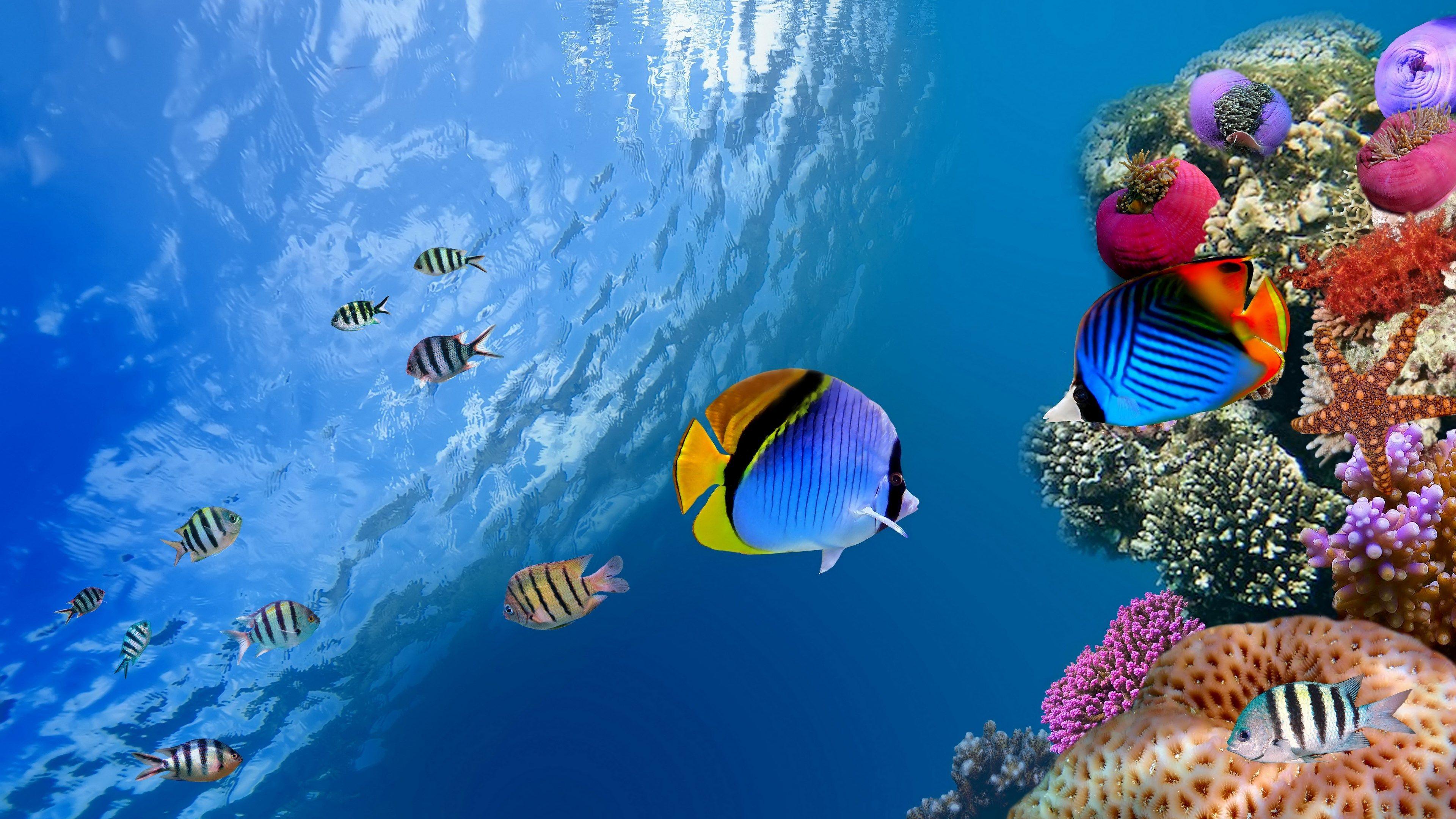 3840x2160 coral reef desktop background HD. Beautiful coral reef