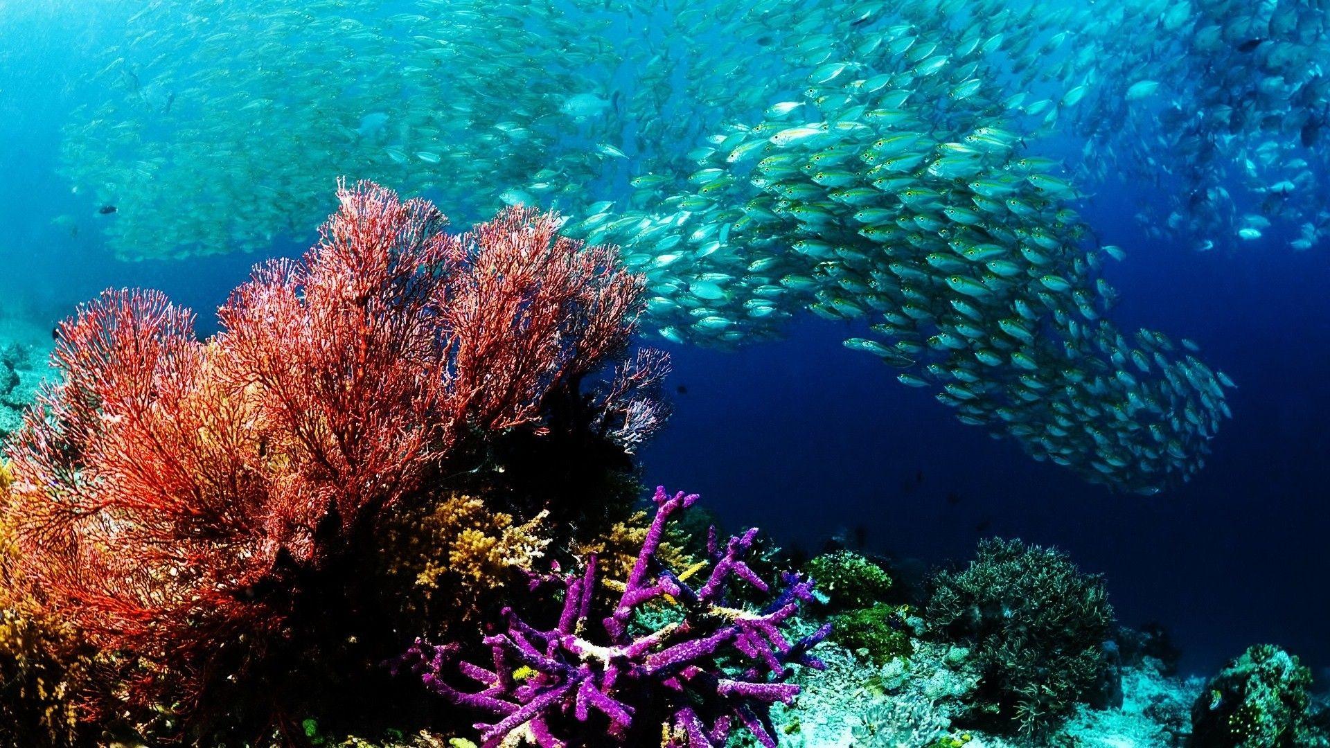 1920x1080 Coral Reef Wallpaper HD
