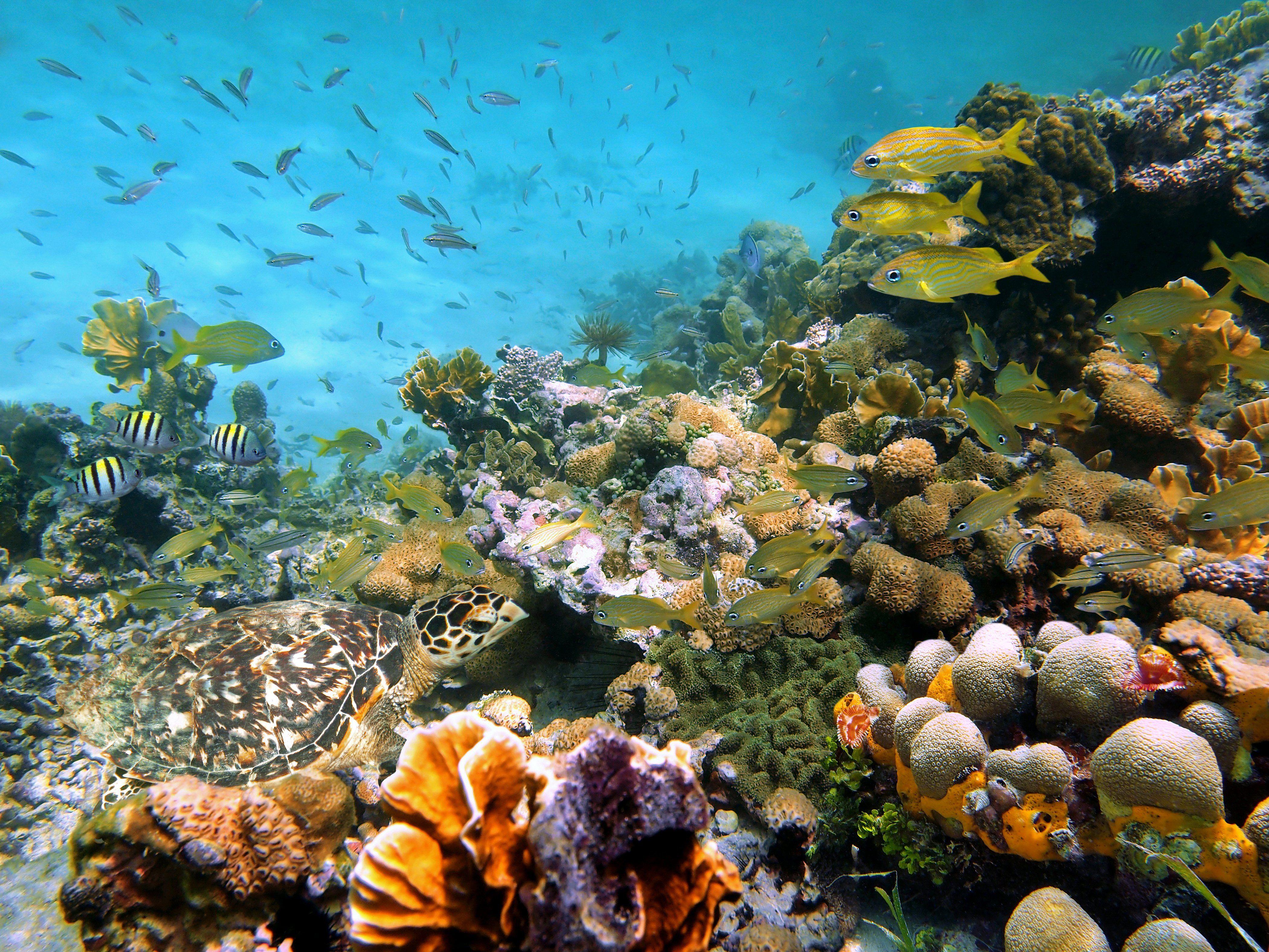 Картинка на дне моря. Морской парк на рифах Туббатаха. Туббатаха риф черепаха. Риф Туббатаха Филиппины. Риф Шарм-Эль-Шейх.