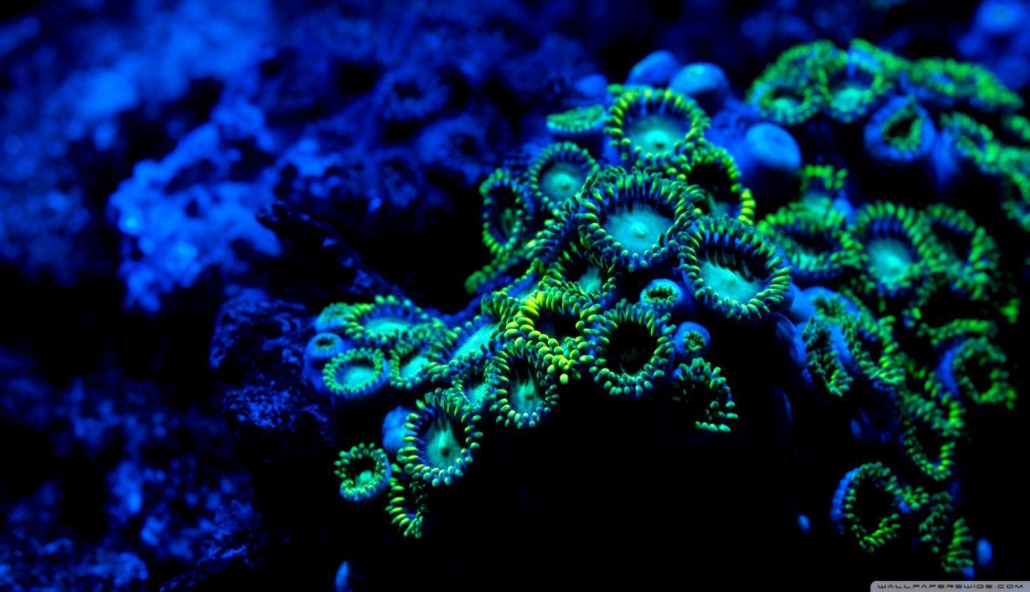 1472x846 Coral Wallpaper Widescreen