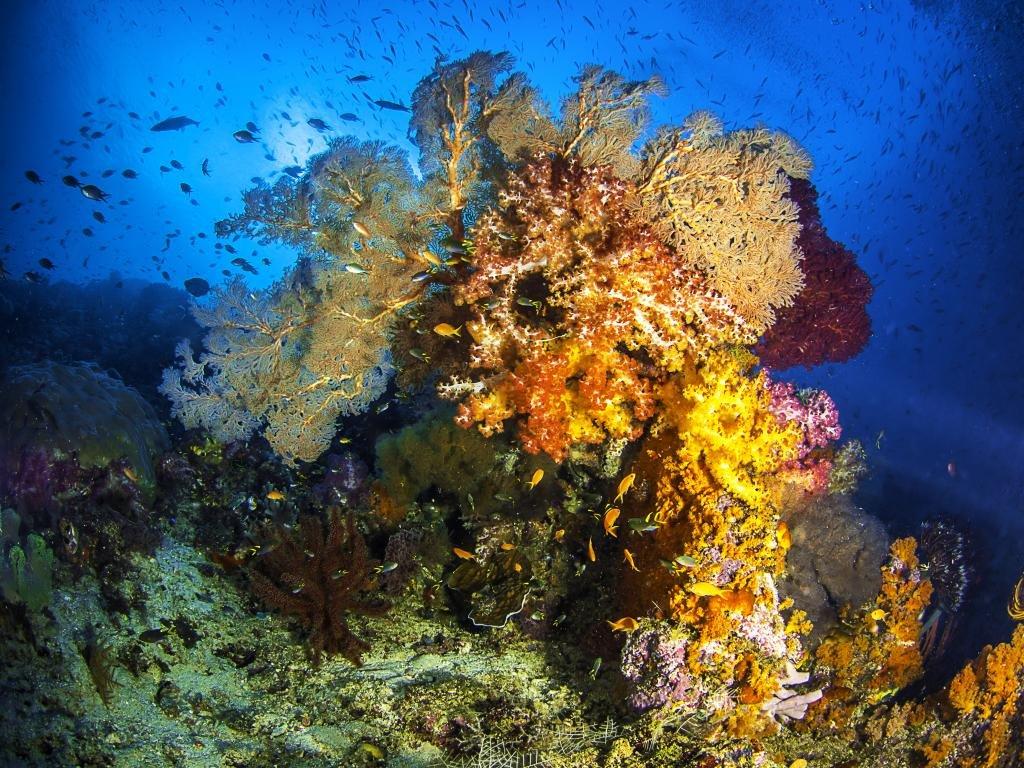 1024x768 Coral reef wallpaper 1024x768 desktop background