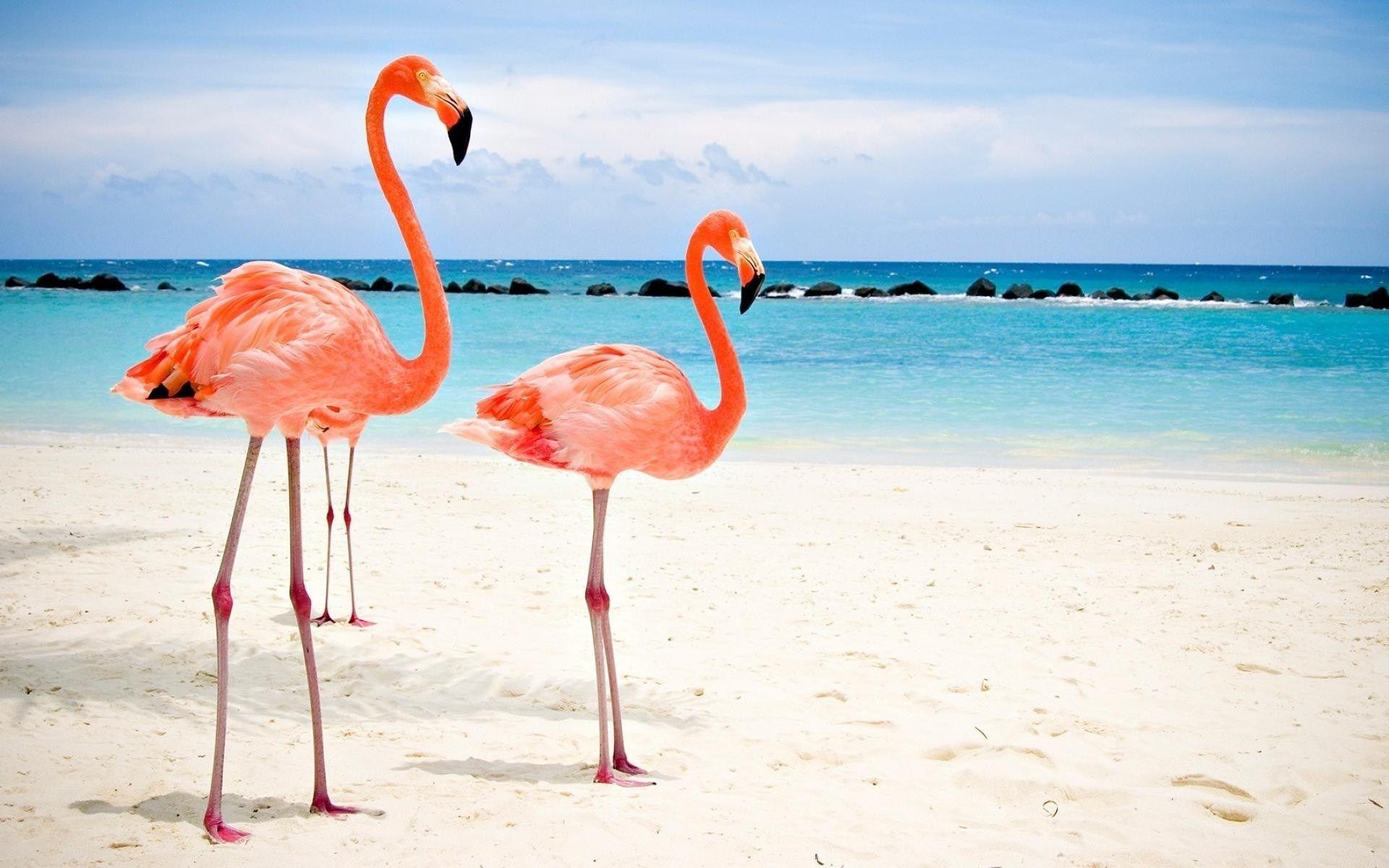 Flamingo Wallpaper Images  Free Download on Freepik