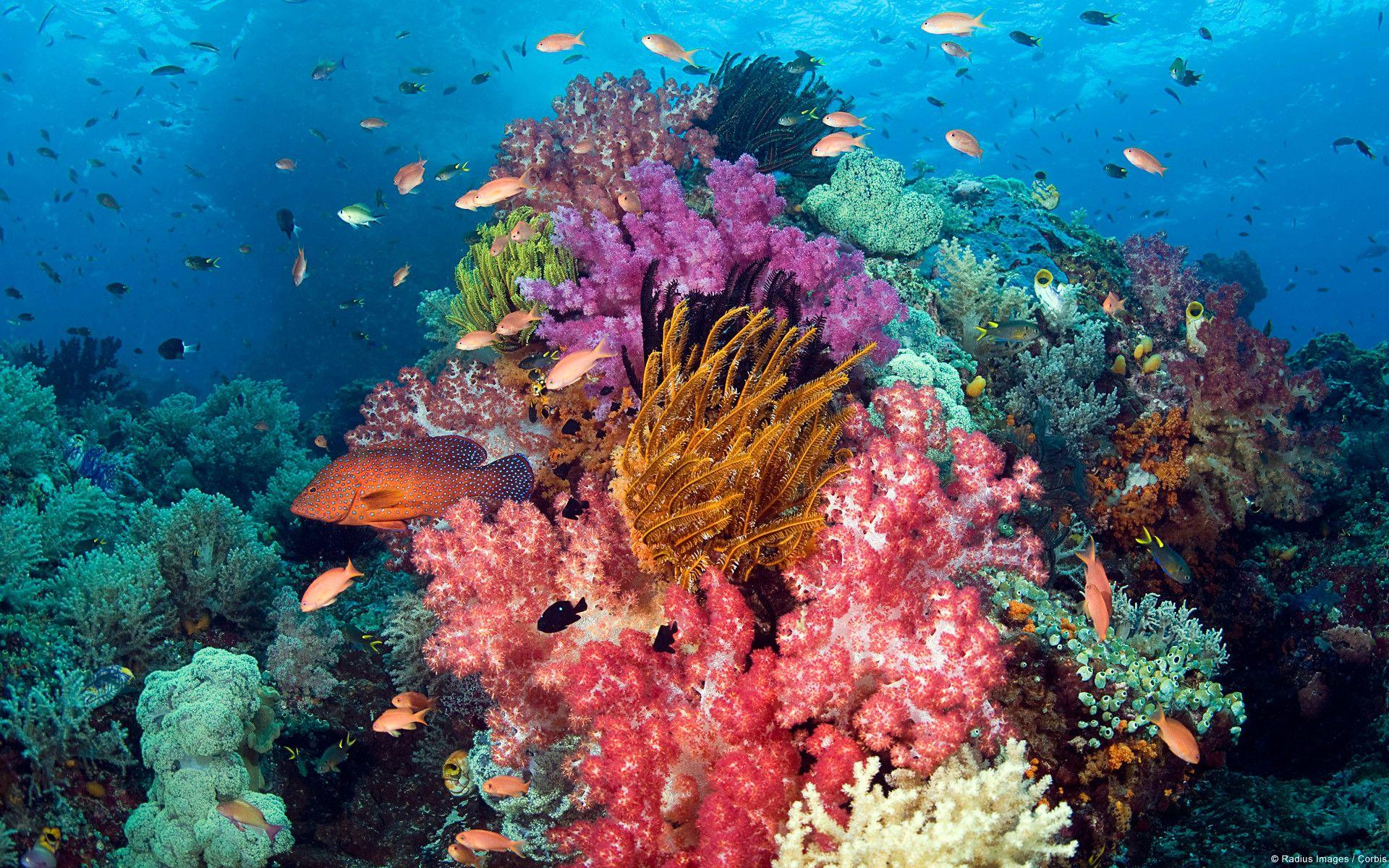 1920x1200 Coral Reef Live Wallpaper
