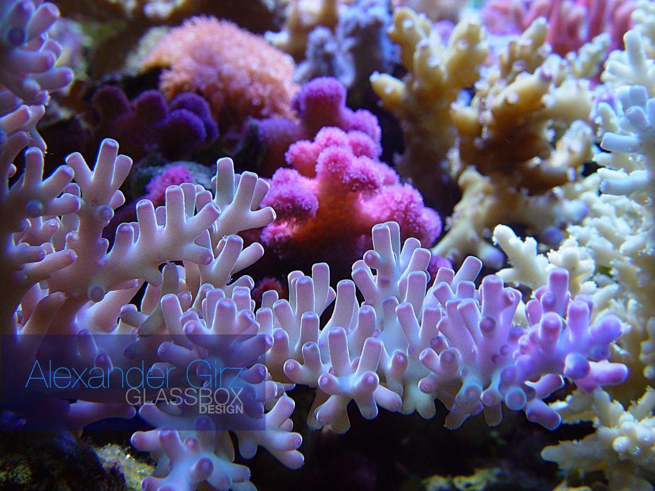 1280x960 Coral Wallpaper
