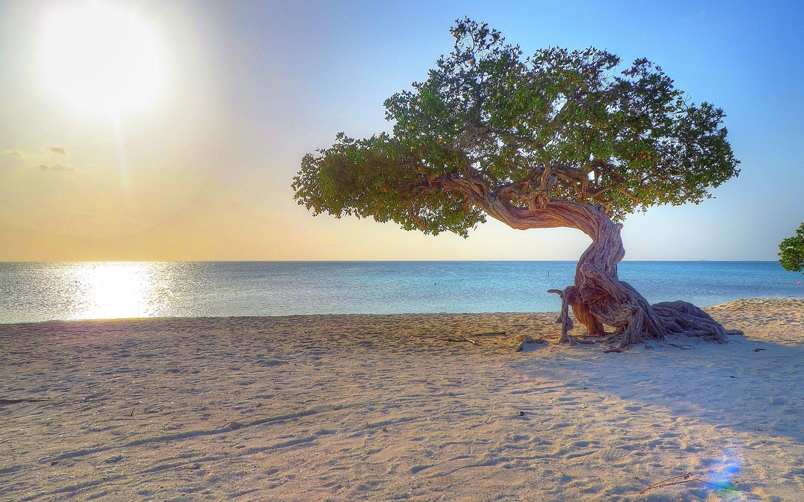 2560x1600 Aruba, Beach, Dividivi Wallpaper HD / Desktop and Mobile