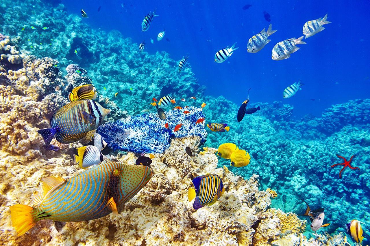 1280x853 Wallpaper Fish Underwater world coral reef Tropics animal