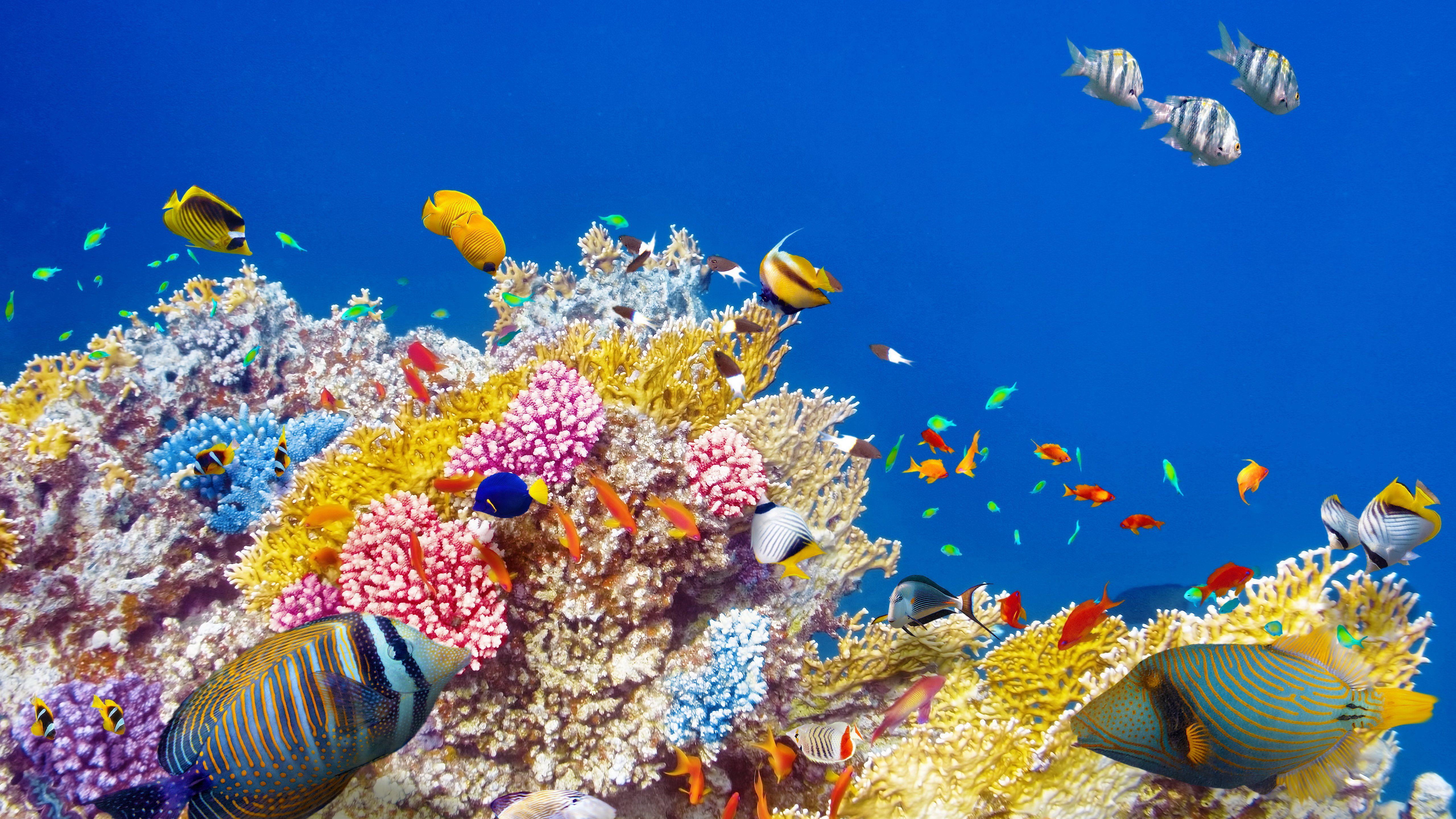 Coral Reef Desktop Wallpapers - Top Free Coral Reef Desktop Backgrounds ...