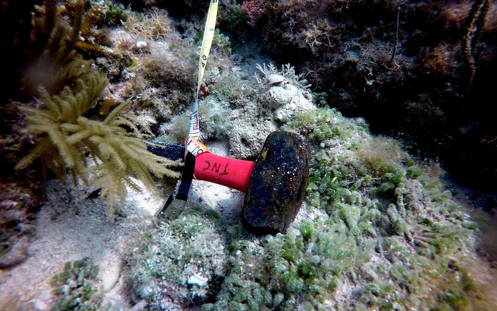 1640x1025 Florida's Spectacular Coral Reef System