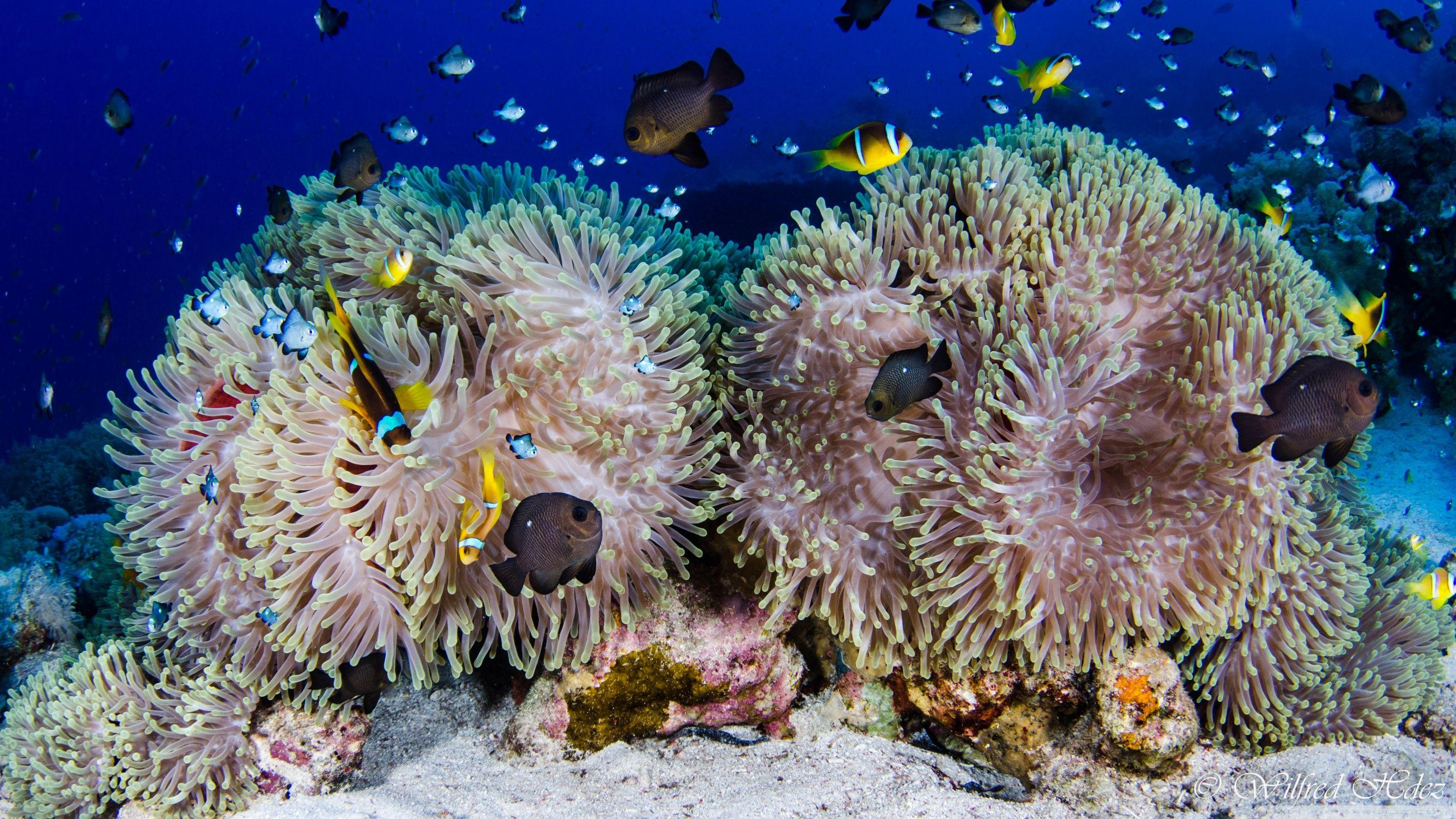 2880x1620 Scuba Diving Coral Reef ❤ 4K HD Desktop Wallpaper for 4K